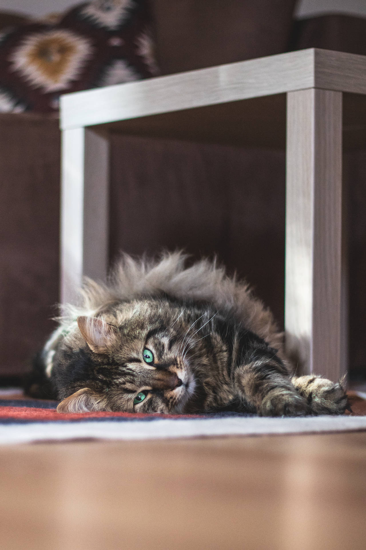 Tigerkatze, Holzboden, Schlafen, Gemütlich, Full HD, Hintergrundbild fürs Handy