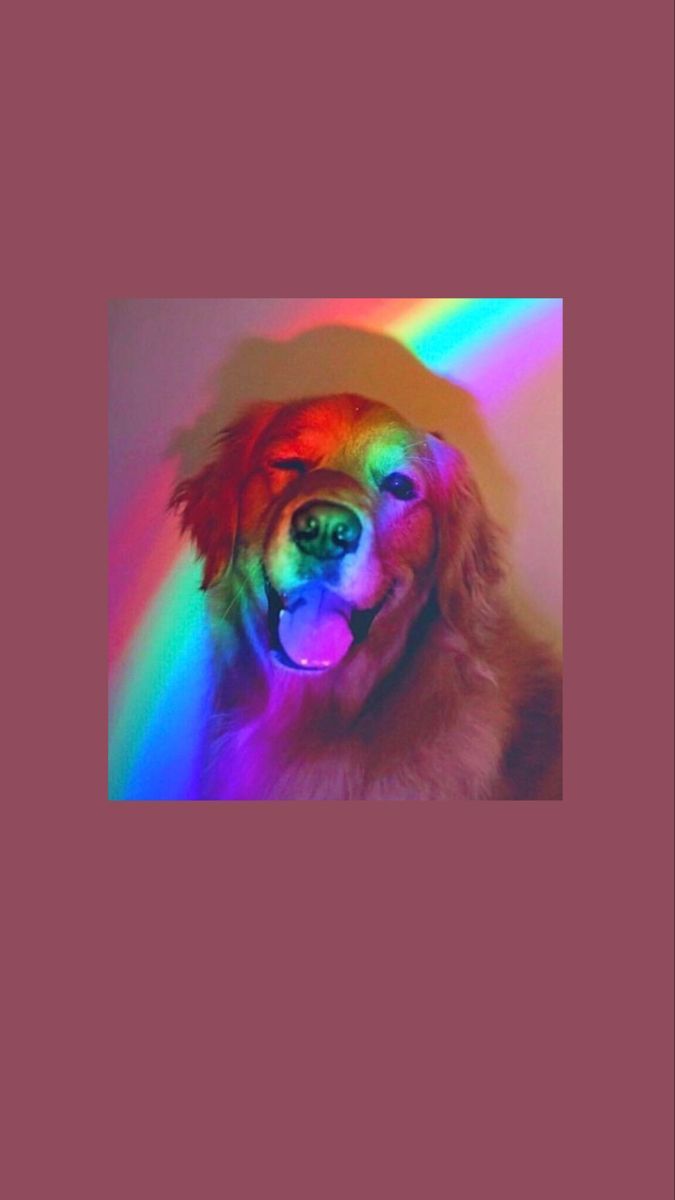 Hund, Regenbogenlicht, Bordeauxroter Hintergrund, Lustig, Ästhetik, Sperrbildschirm fürs iPhone