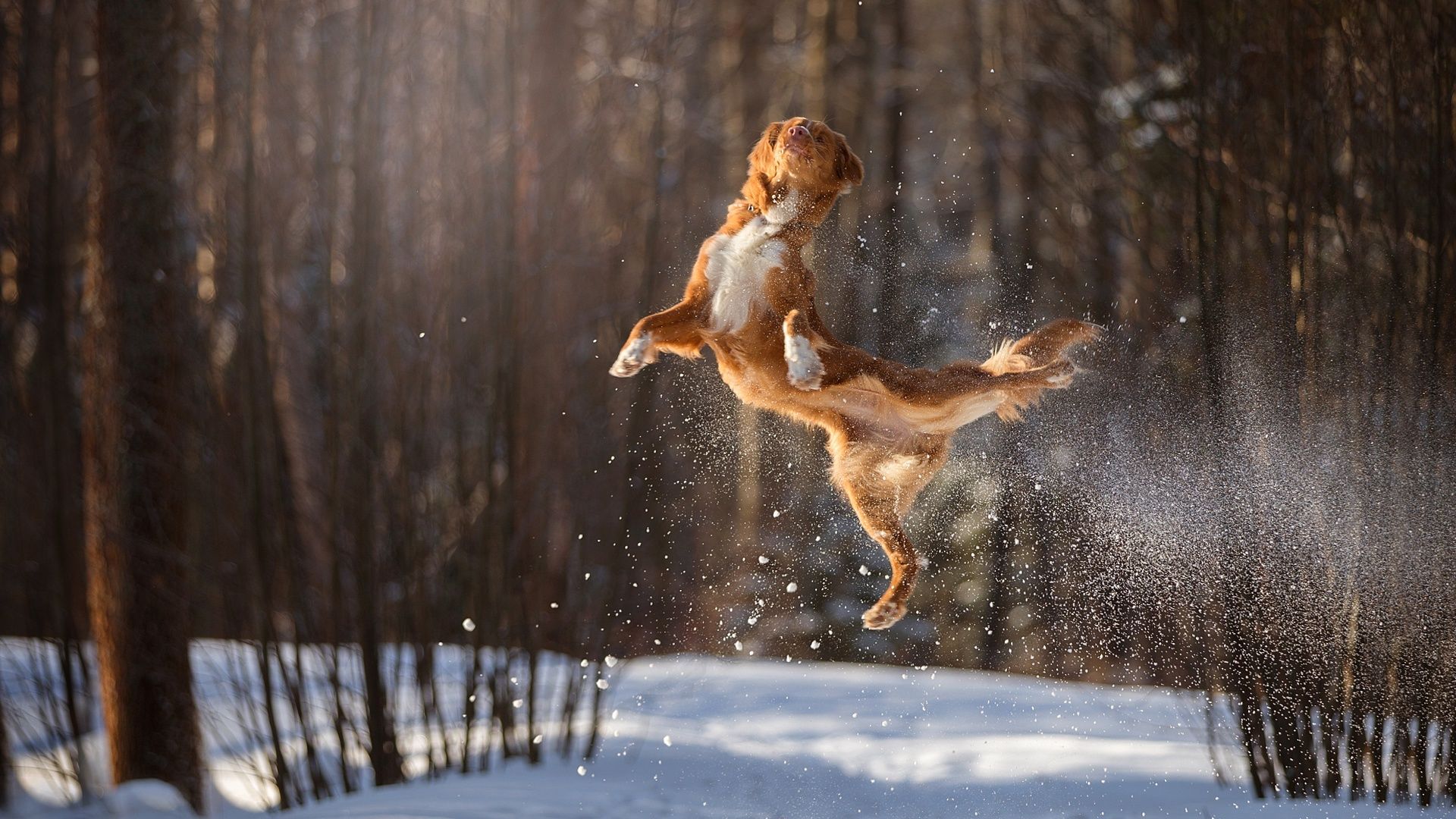 Hund, Sprung, Wald, Schnee, Sonnenlicht, Full HD 1080p, Desktop-Hintergrundbild