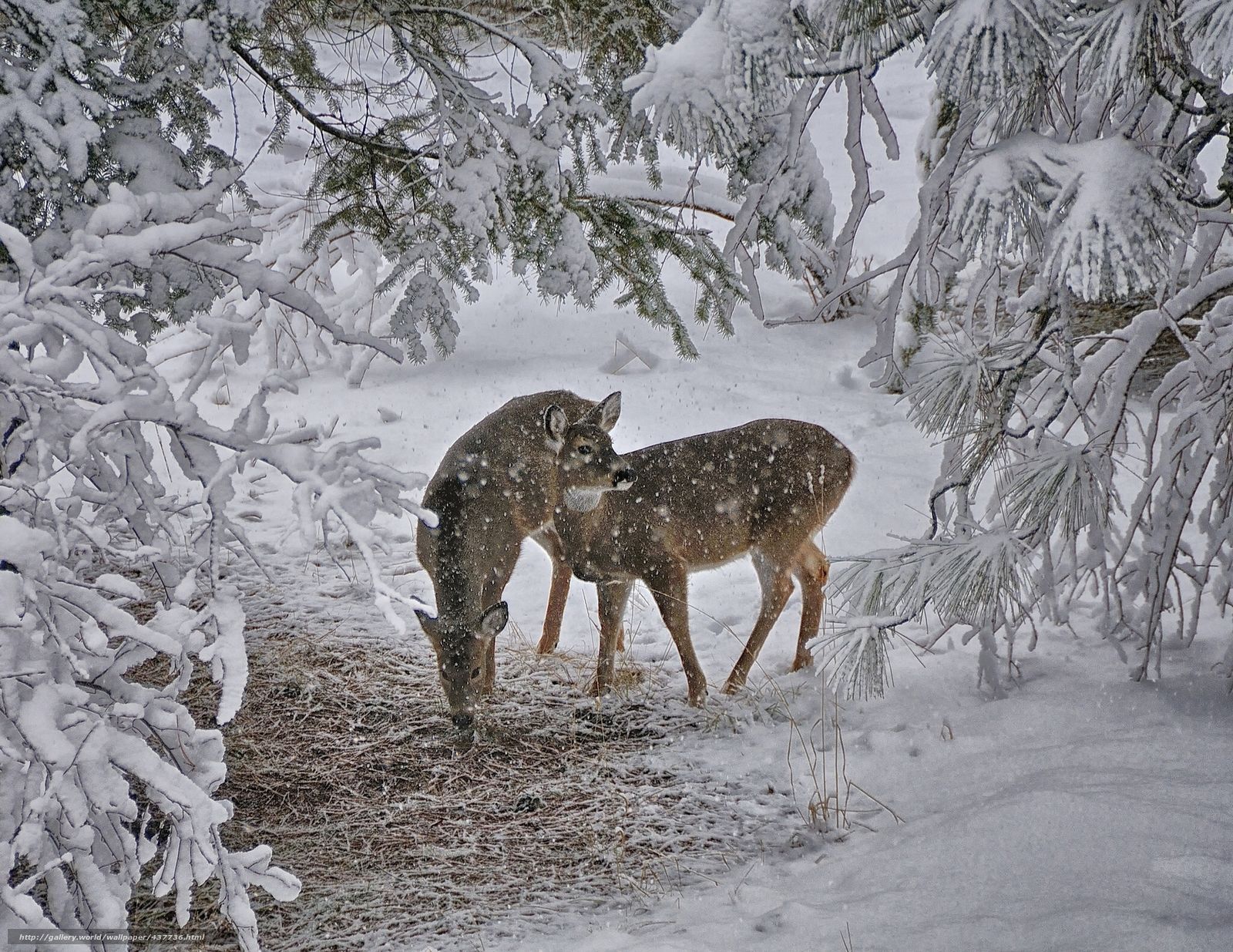 Rehe, Verschneiter Wald, Raureif, Wildtiere, HD, Hintergrundbild für den PC