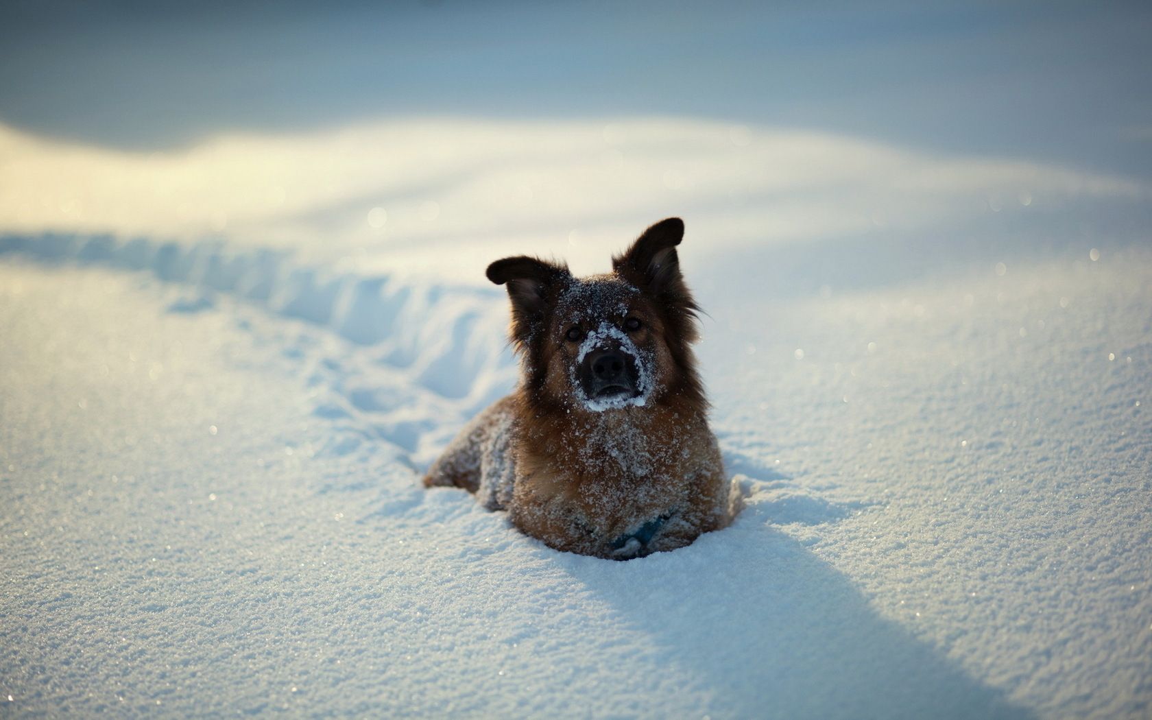 Hund, Tiefschnee, Spuren, Lustig, 16:10, HD-Hintergrundbild für den Desktop