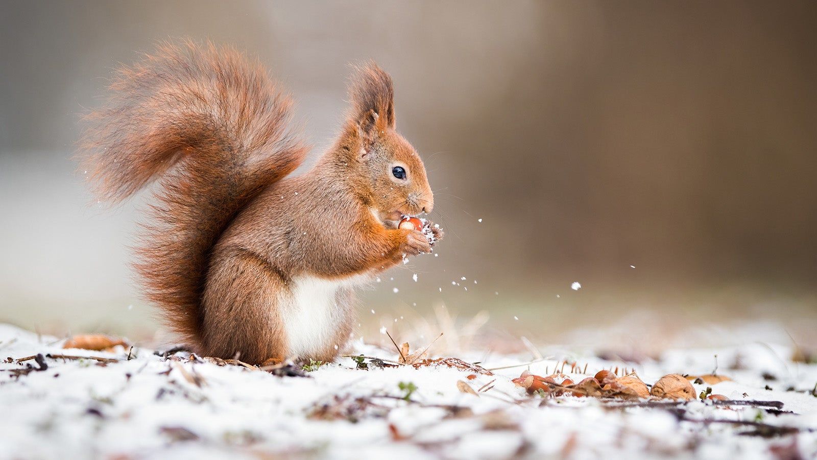 Eichhörnchen, Schnee, Fressend, Rotes Fell, 16:9, HD-Hintergrundbild für den Desktop