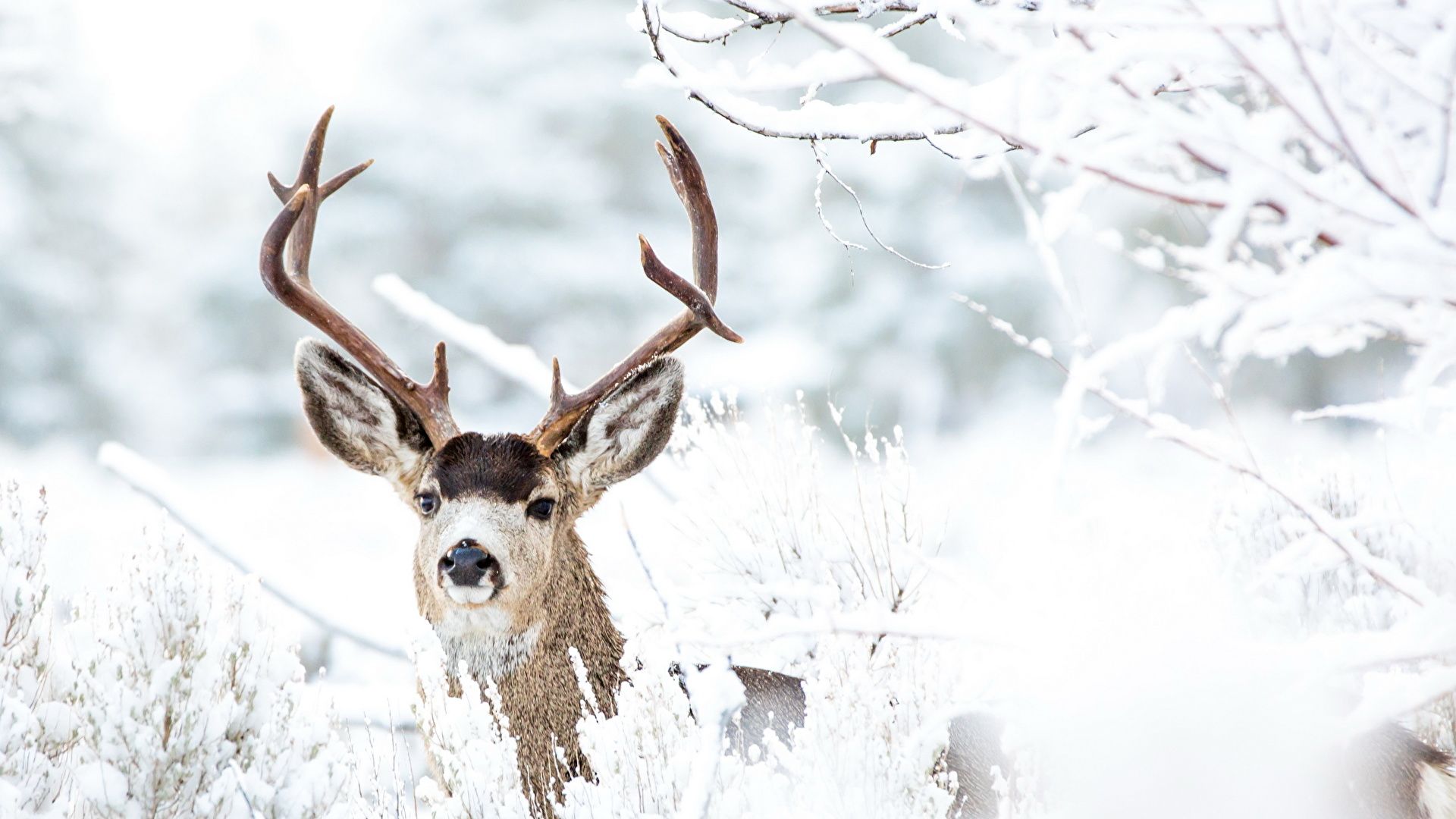 Hirsch, Geweih, Schnee, Verschneite Sträucher, Full HD, Desktop-Hintergrund für Windows