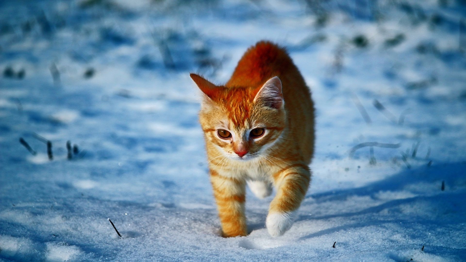 Rote Katze, Schnee, Kätzchen, Blau, 16:9, Full-HD-Hintergrundbild für den Desktop