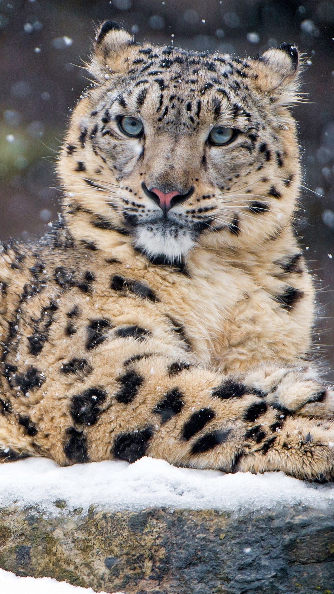 Schneeleopard, Fels, Raubkatze, Hochformat, Hintergrundbild für iPhone und Android