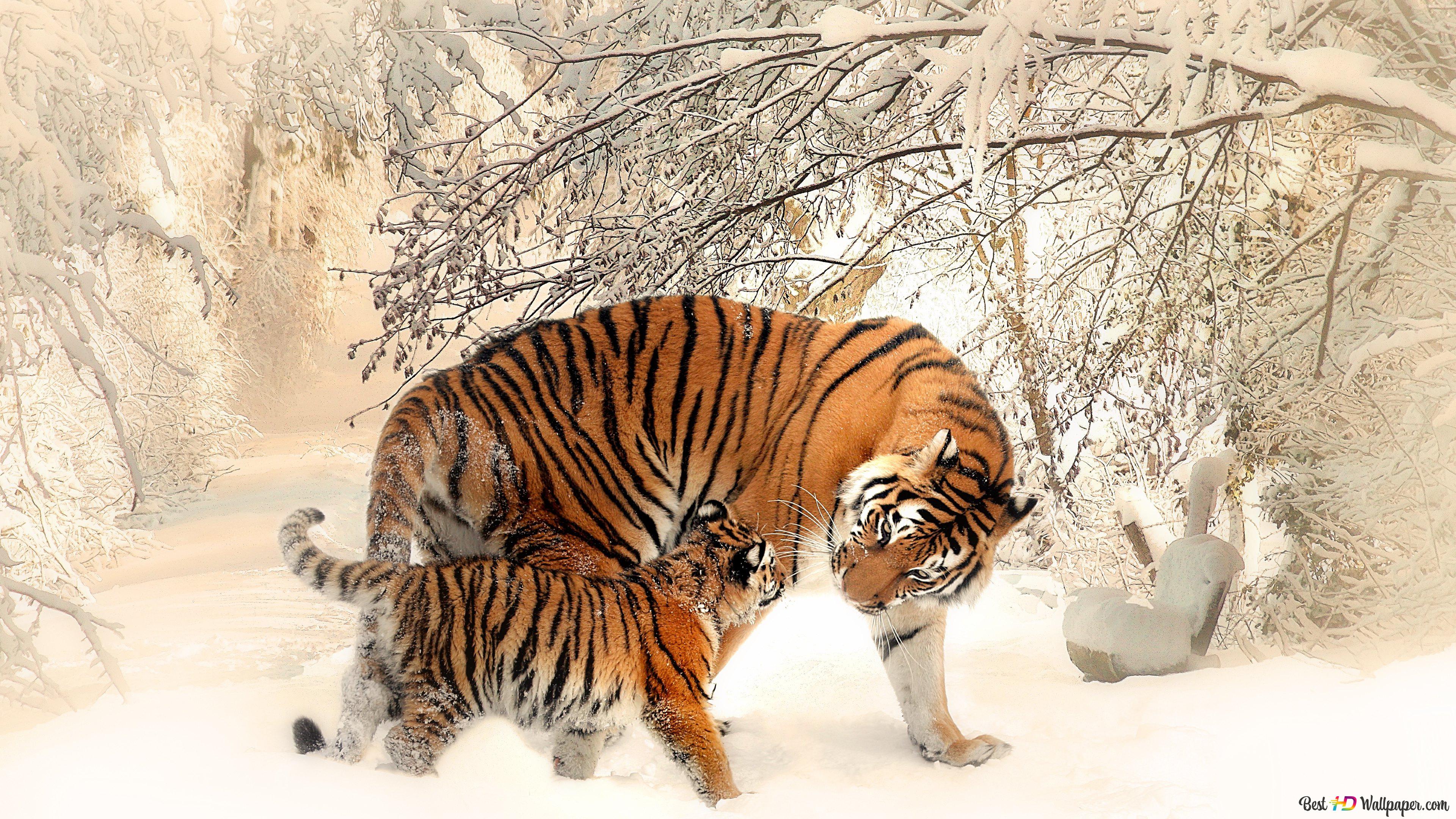 Tiger, Tigerjunges, Schnee, Winterwald, Mutter und Kind, 4K, Laptop-Hintergrundbild