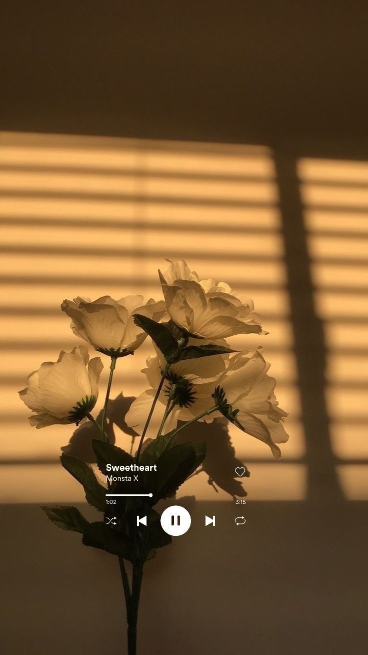 Musikplayer, Blumen, Schatten, Sonnenlicht, Warme Töne, Hintergrundbild für iPhone und Android