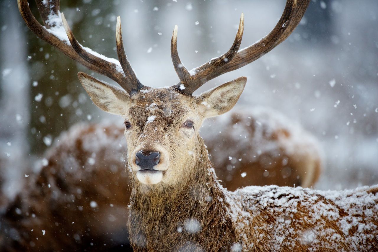 Rothirsch, Geweih, Schneefall, Porträt, HD, Hintergrundbild für den PC
