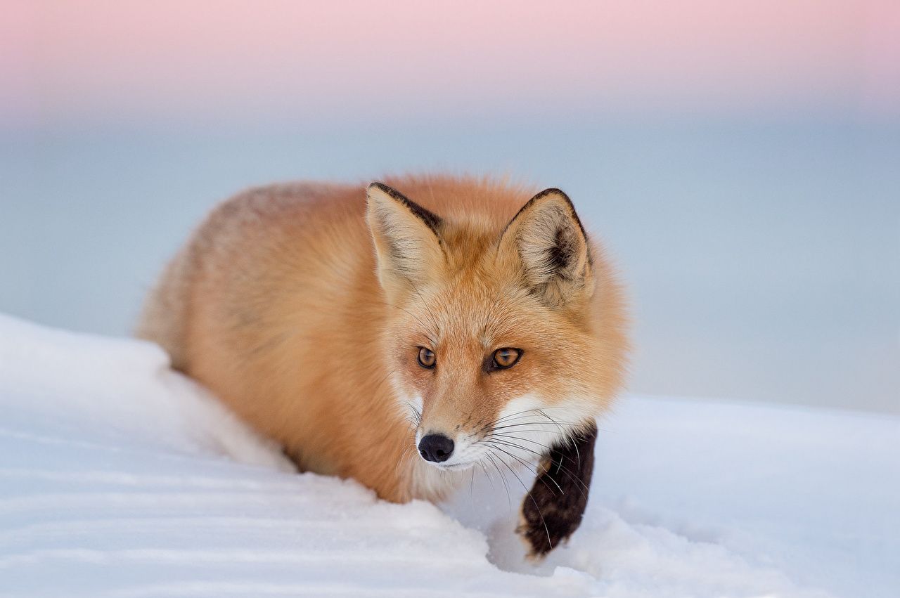 Rotfuchs, Schnee, Pirsch, Wildtier, HD, Hintergrundbild für den PC