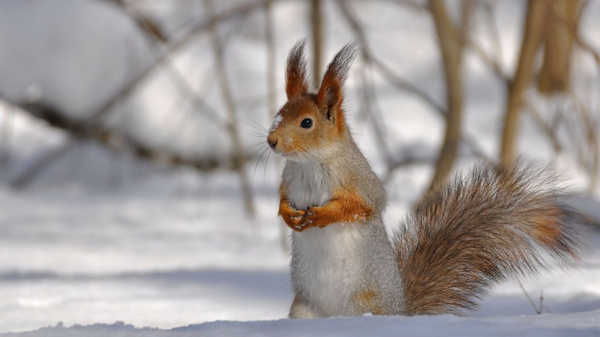 Eichhörnchen, Aufrecht, Schnee, Buschiger Schwanz, 1920x1080, Full-HD-Hintergrundbild für PC