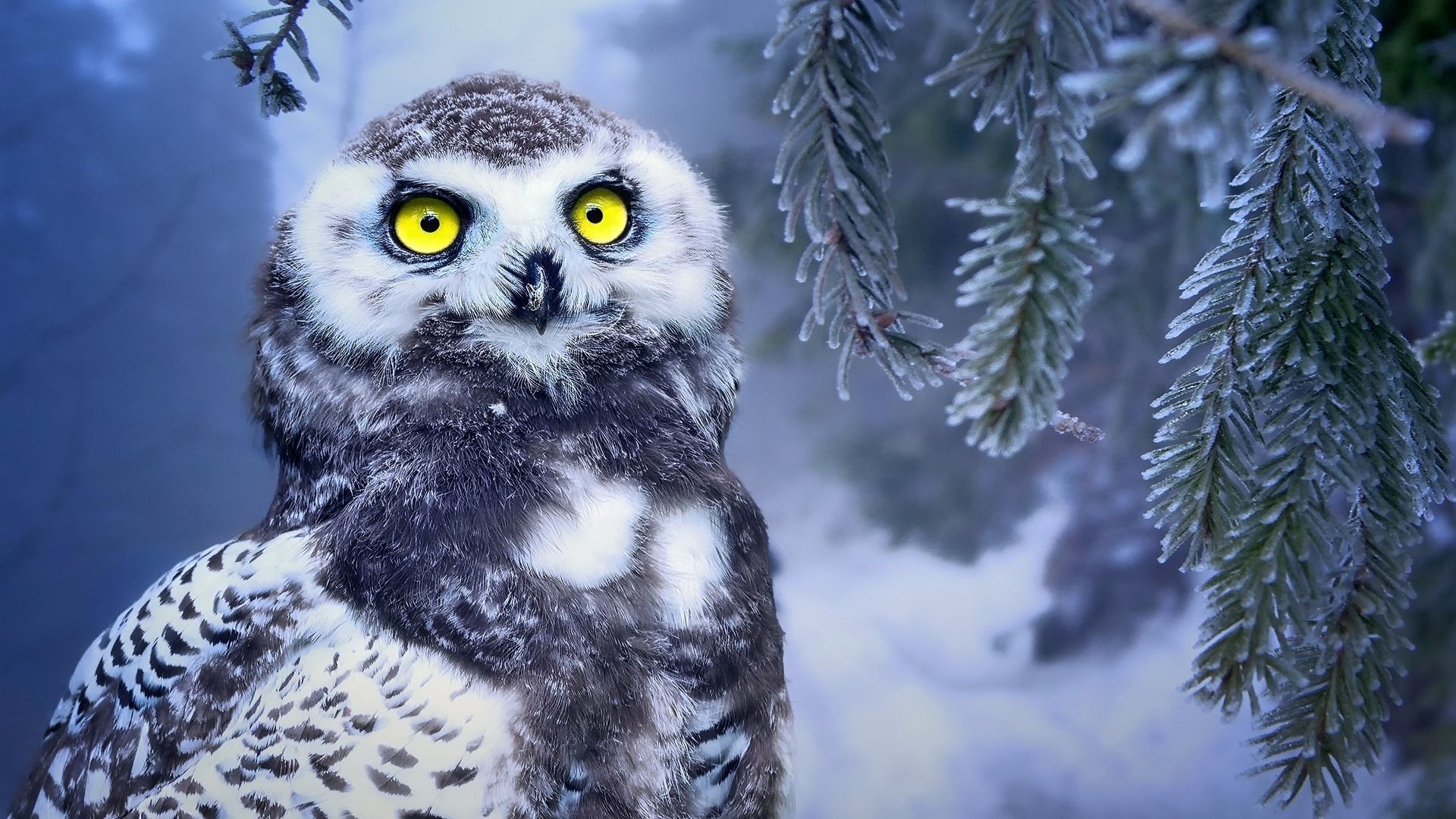 Eule, Gelbe Augen, Tannenzweige, Schnee, Nacht, Full HD, Desktop-Hintergrund für Windows
