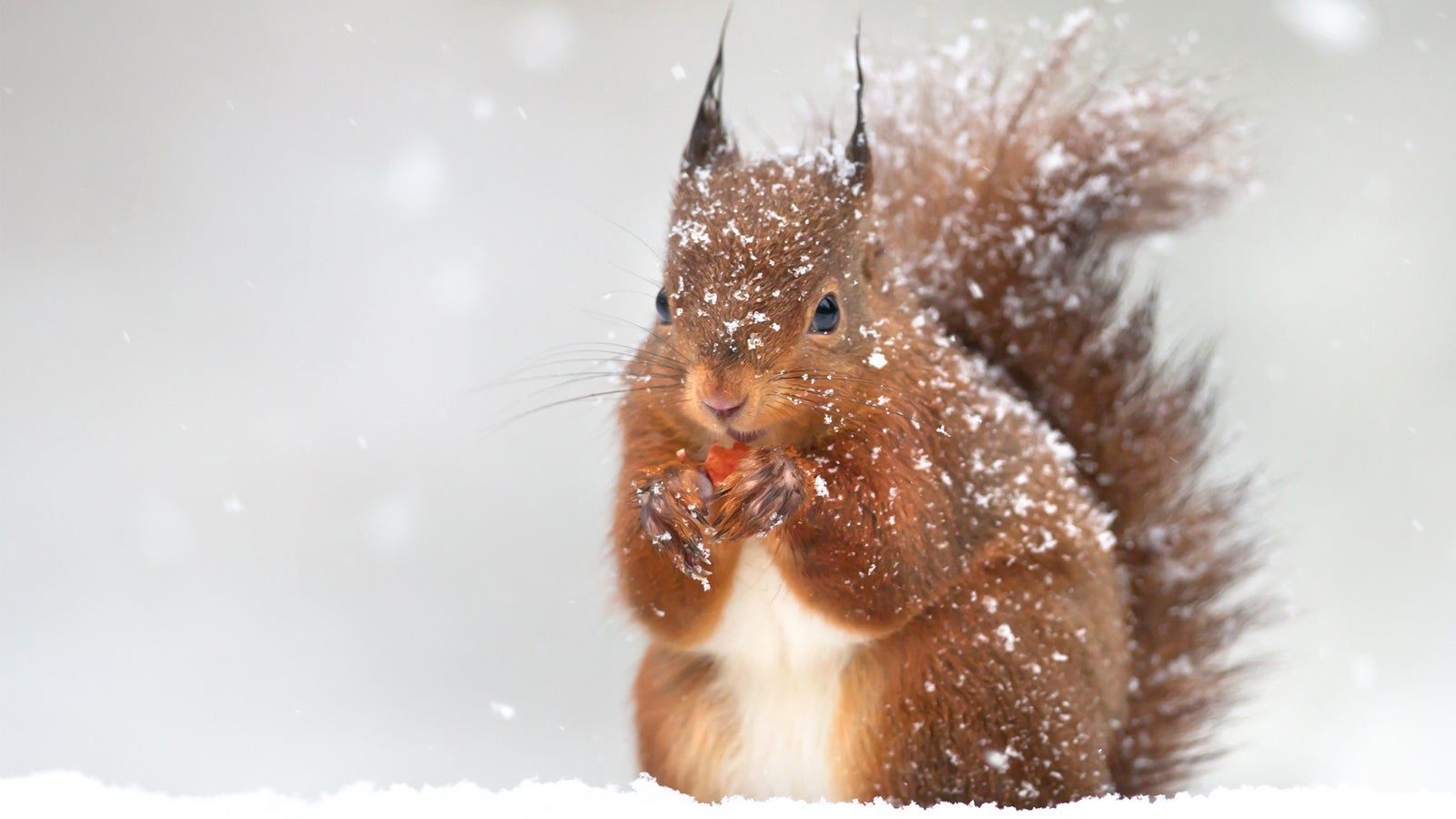 Eichhörnchen, Schneefall, Pinselohren, Fressend, 16:9, HD-Hintergrundbild für den Desktop