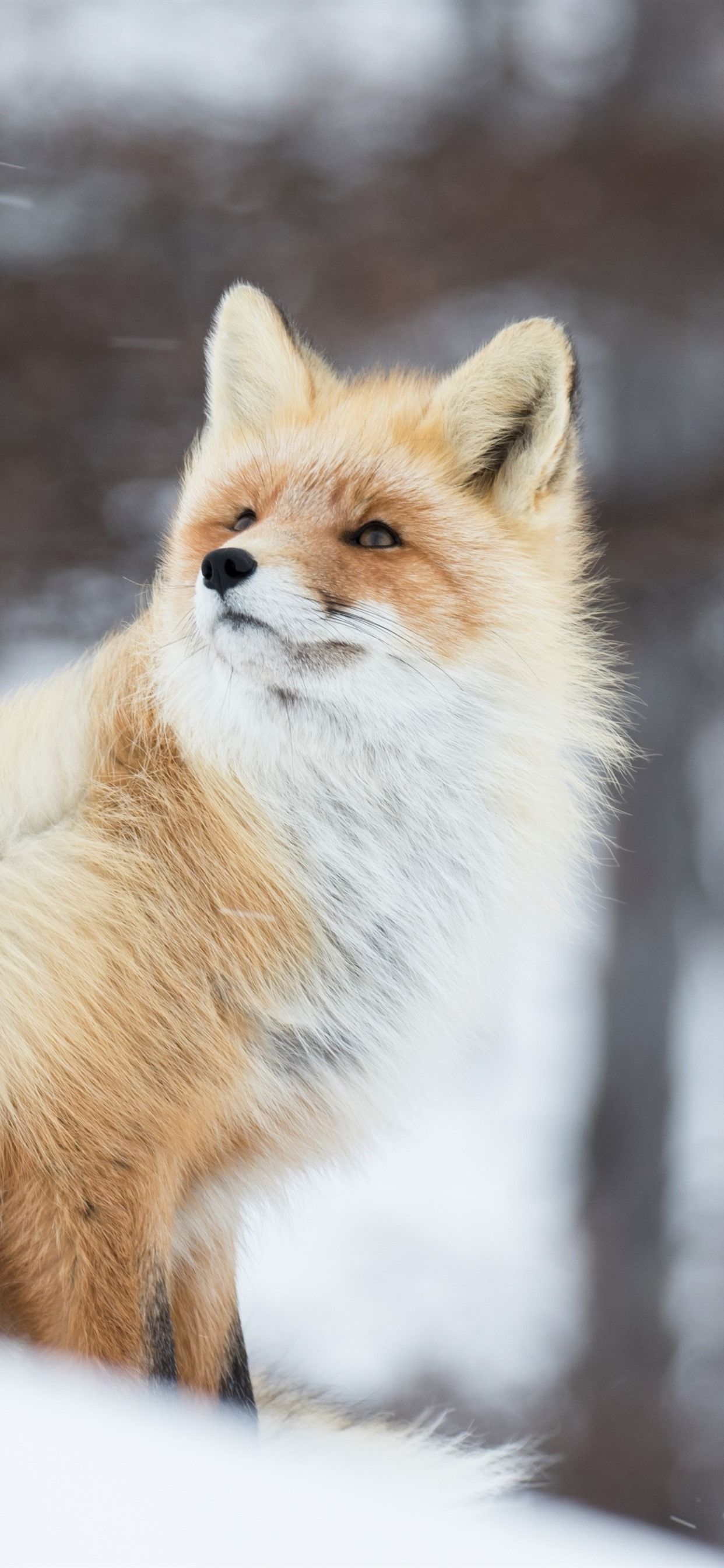 Rotfuchs, Winterwald, Hochformat, Schnee, Full HD, Hintergrundbild fürs Handy