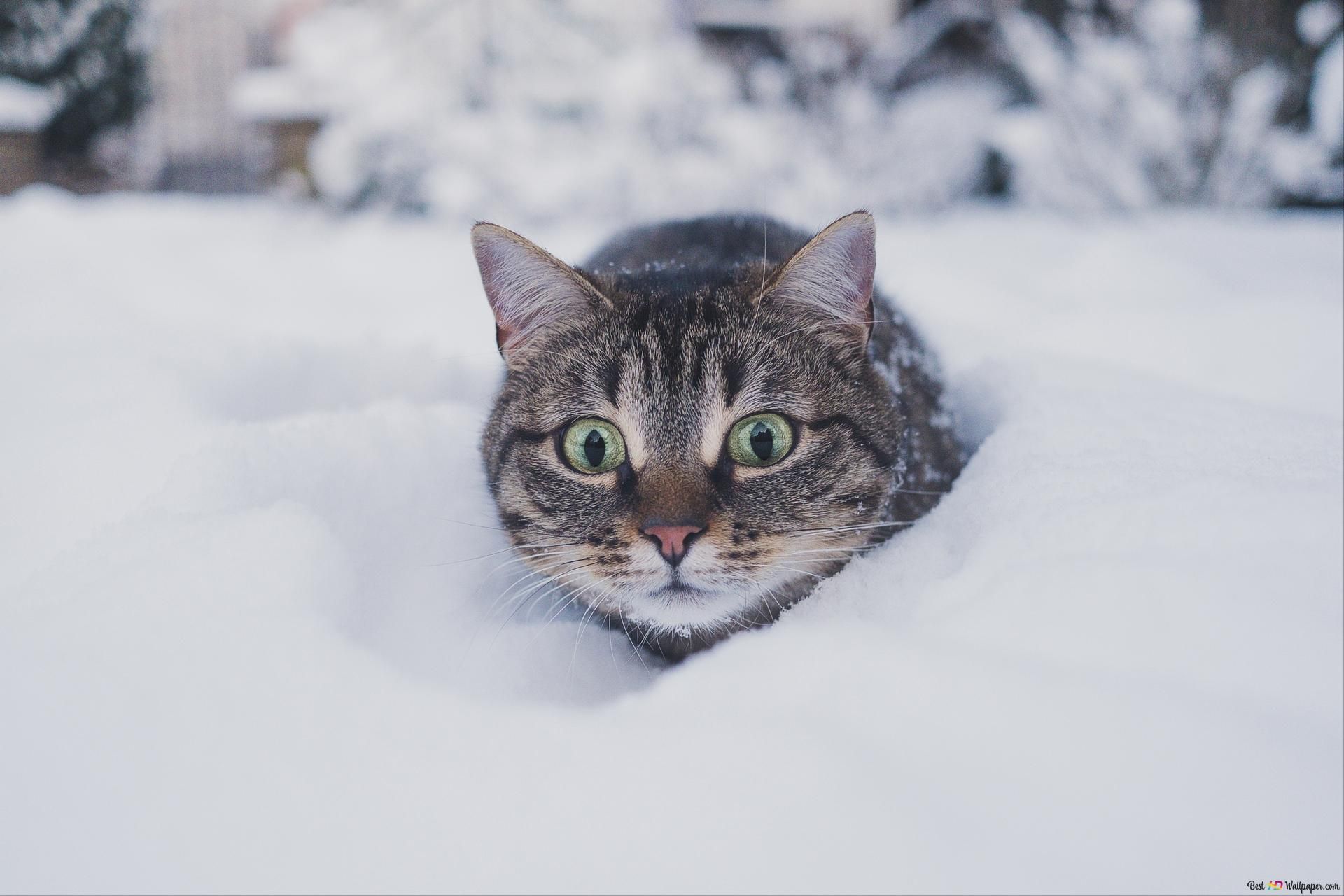 Getigerte Katze, Schnee, Grüne Augen, Lustig, Full HD, Desktop-Hintergrund für Windows