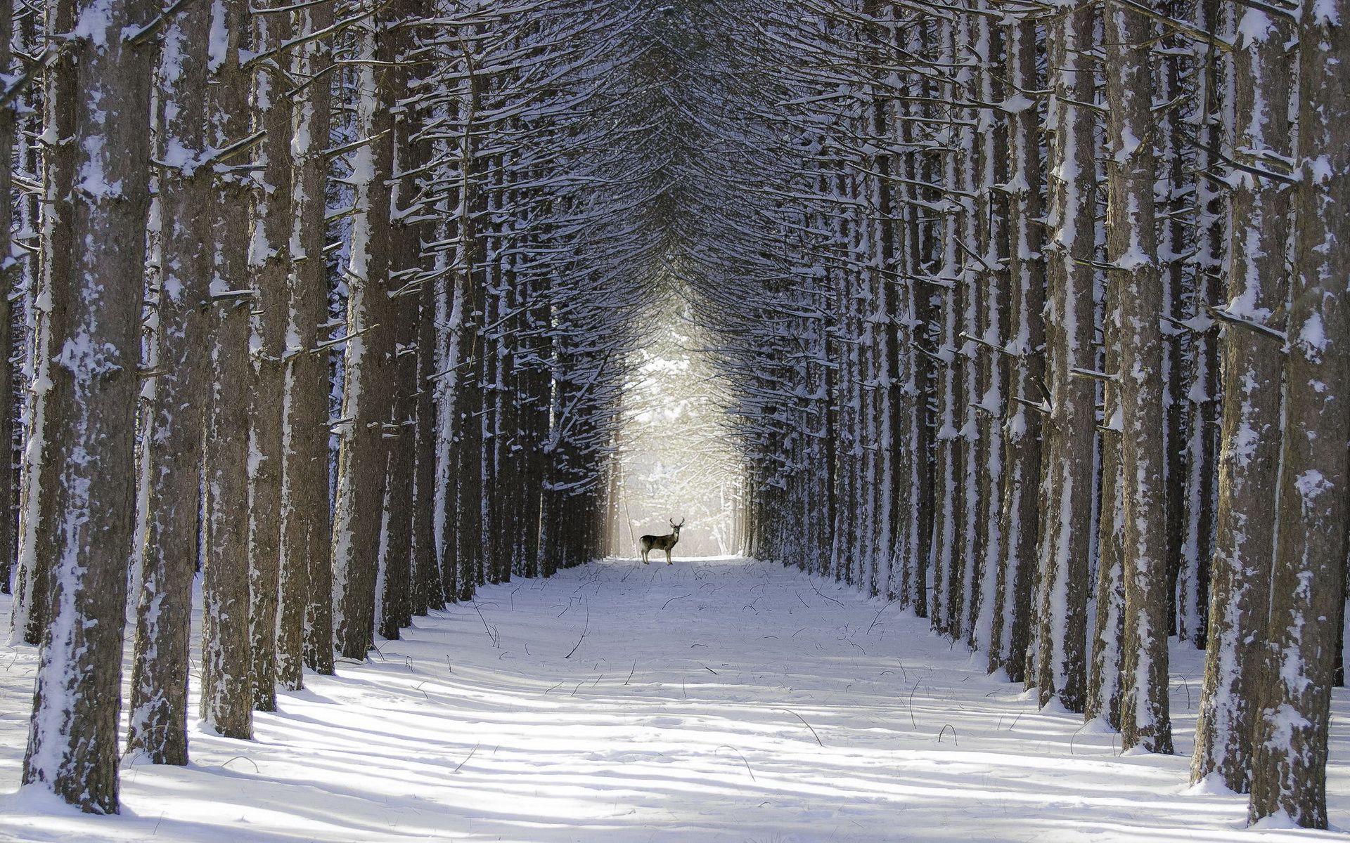 Waldallee, Reh, Baumreihen, Schnee, Symmetrie, 16:10, Full-HD-Hintergrundbild für den Desktop