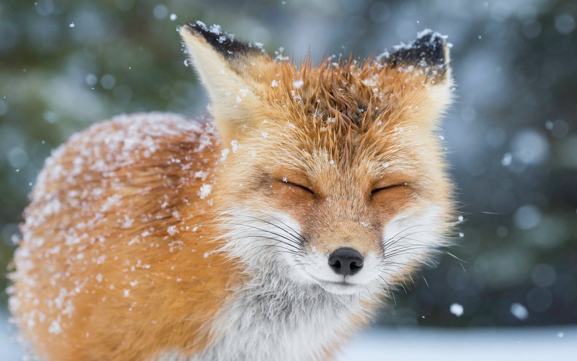 Rotfuchs, Schneefall, Augen geschlossen, Porträt, 16:10, Full-HD-Hintergrundbild für den Desktop