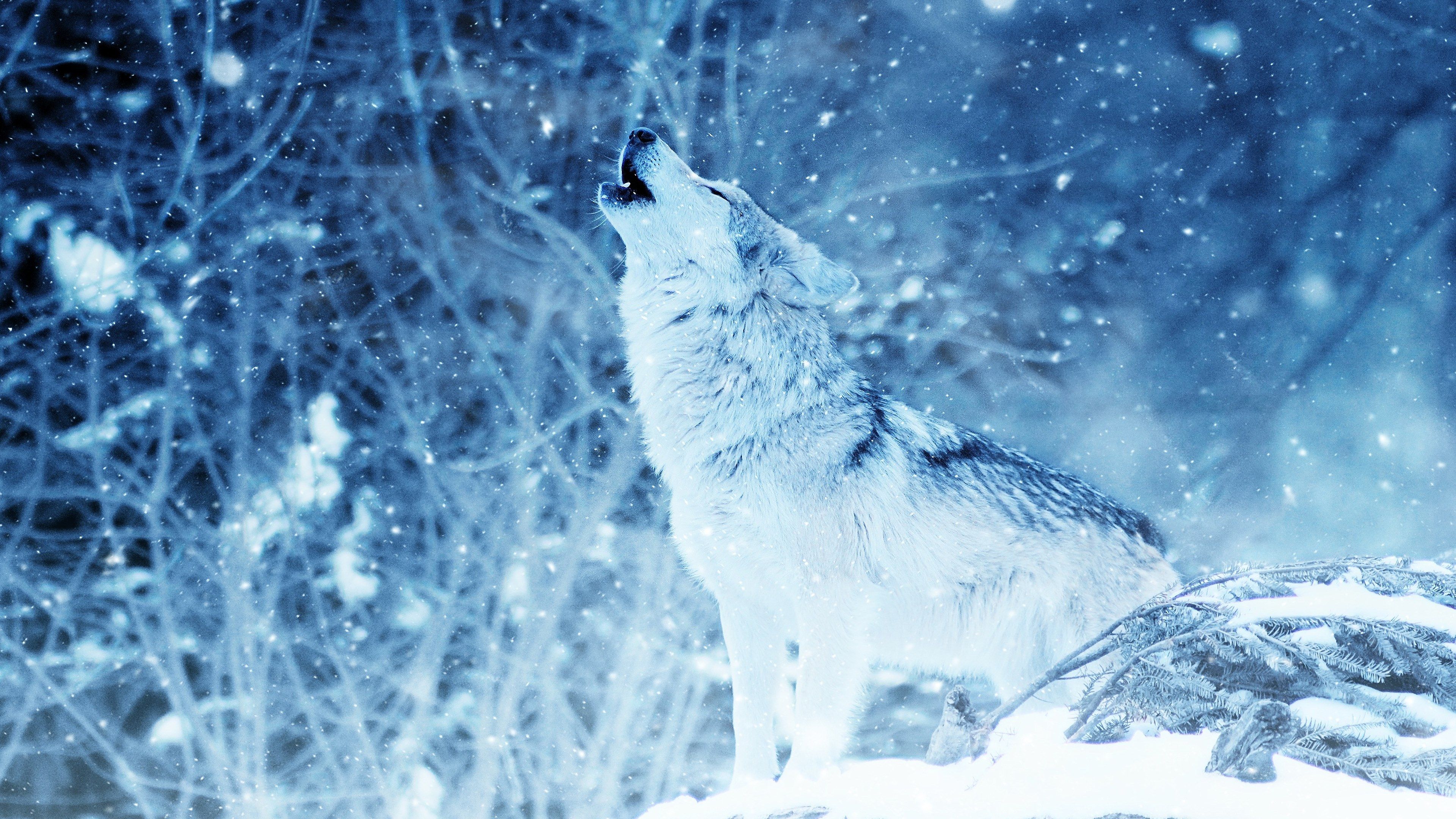 Wolf, Heulen, Schneesturm, Blau, 16:9, 4K-Hintergrundbild für den Desktop