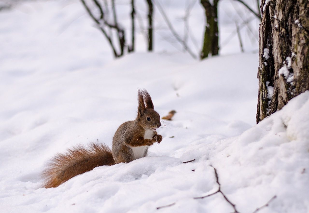 Eichhörnchen, Schnee, Wald, Baumstamm, HD, Desktop-Hintergrund für Windows