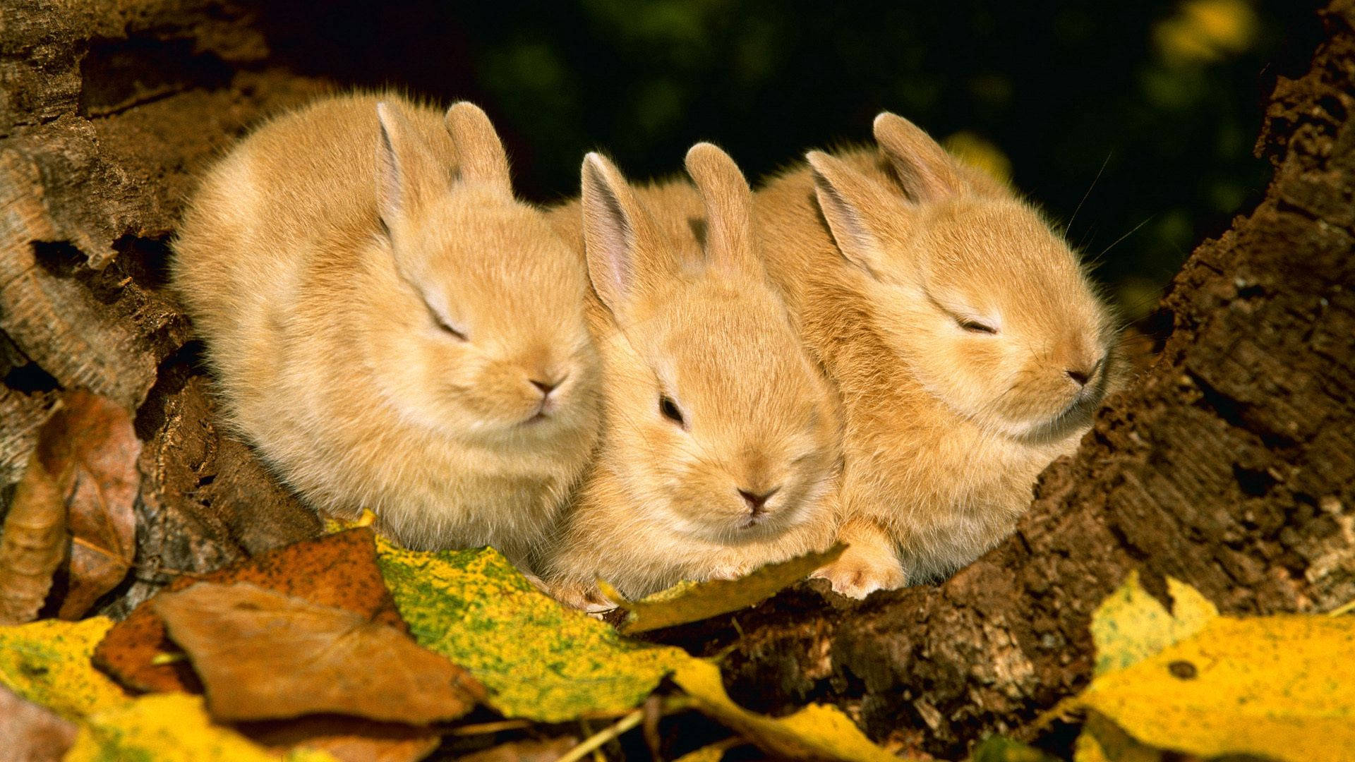 Drei Kaninchen, Junge Kaninchen, Herbstlaub, Schlafend, Natur, Full HD, Windows-Hintergrundbild