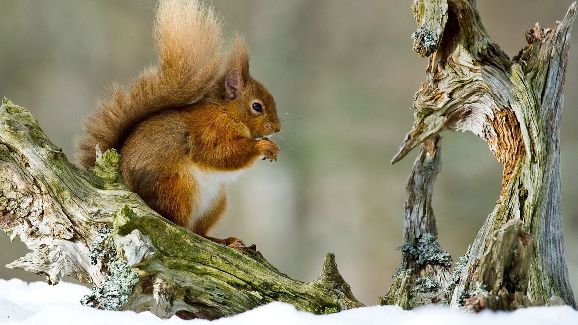 Eichhörnchen, Totholz, Fressend, Schnee, Full HD 1080p, Desktop-Hintergrundbild