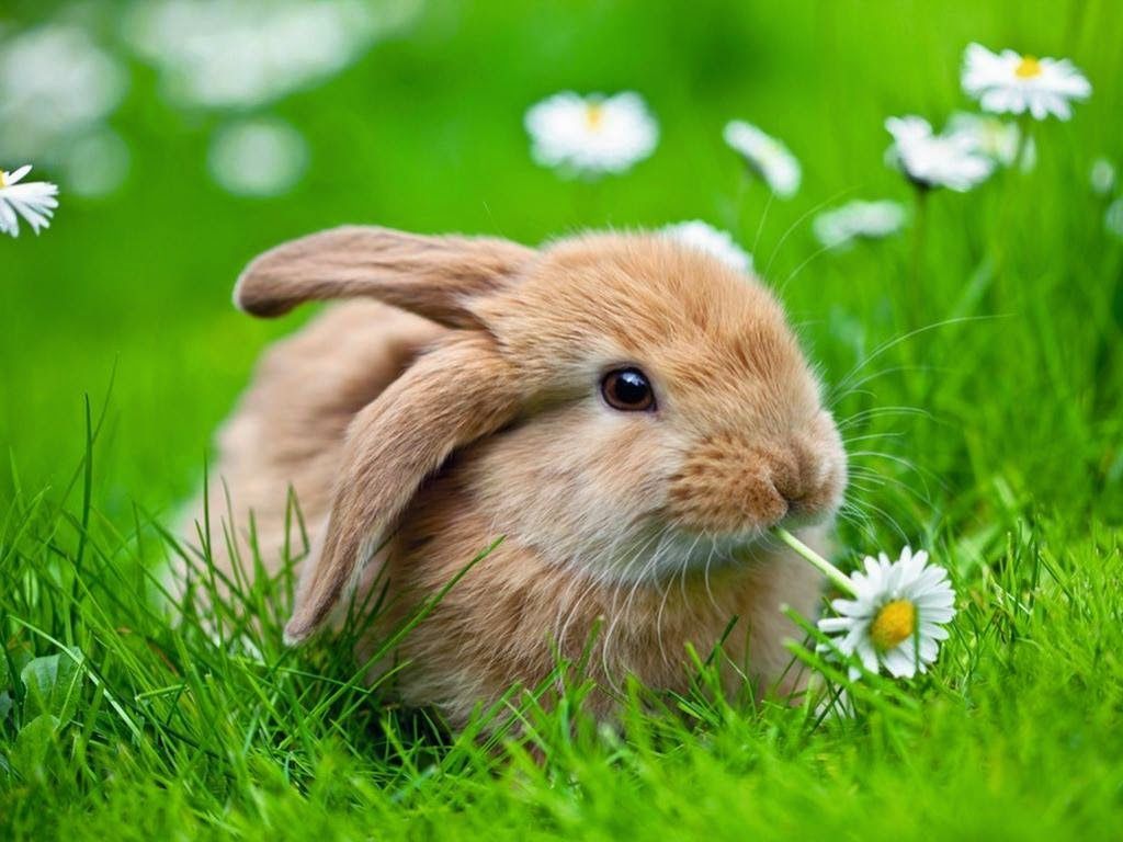 Widderkaninchen, Gänseblümchen, Gras, Frühling, Wiese, Hintergrundbild für iPad und Tablet