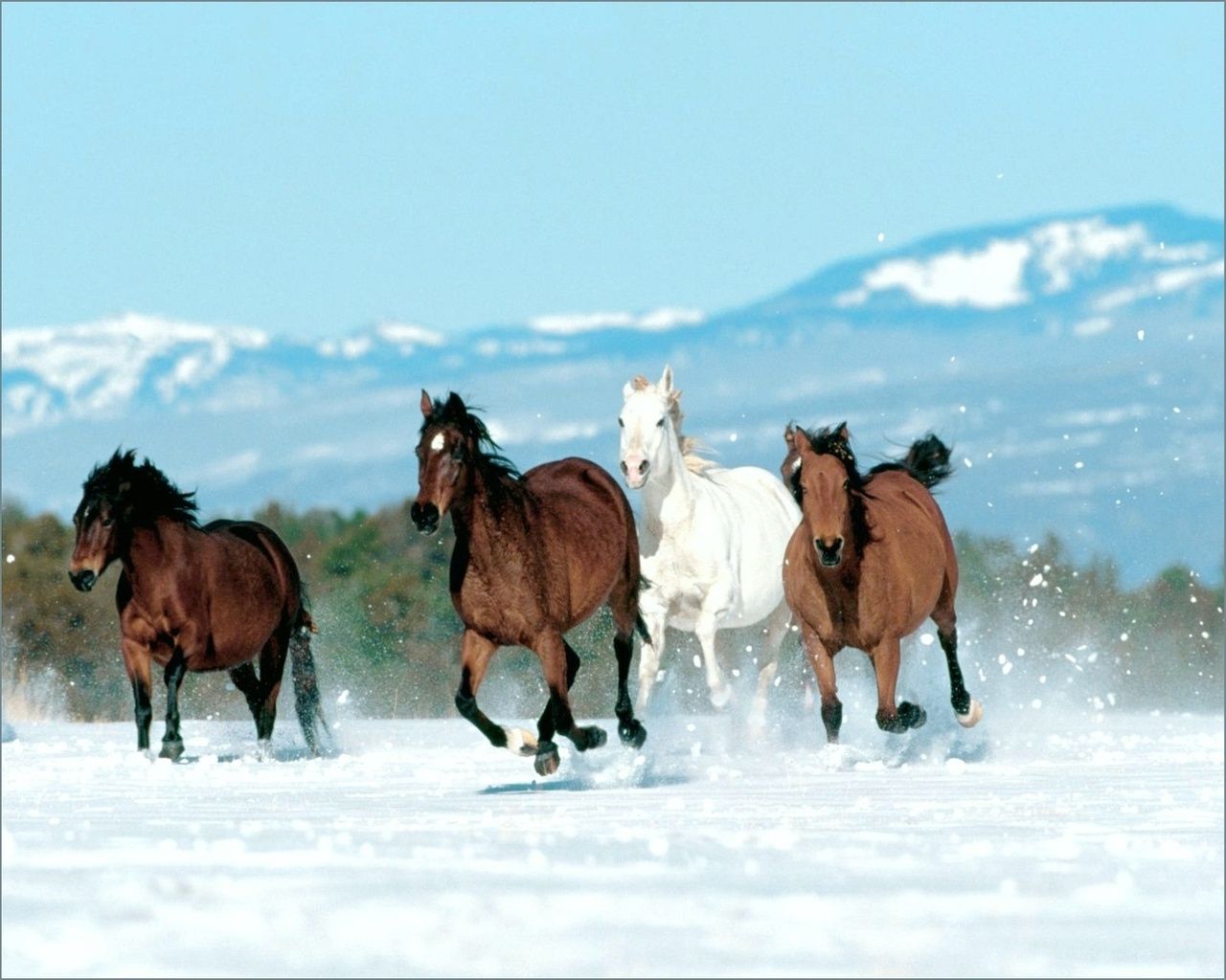 Pferde, Galopp, Schneefeld, Berge, Herde, HD, Hintergrund für den Desktop