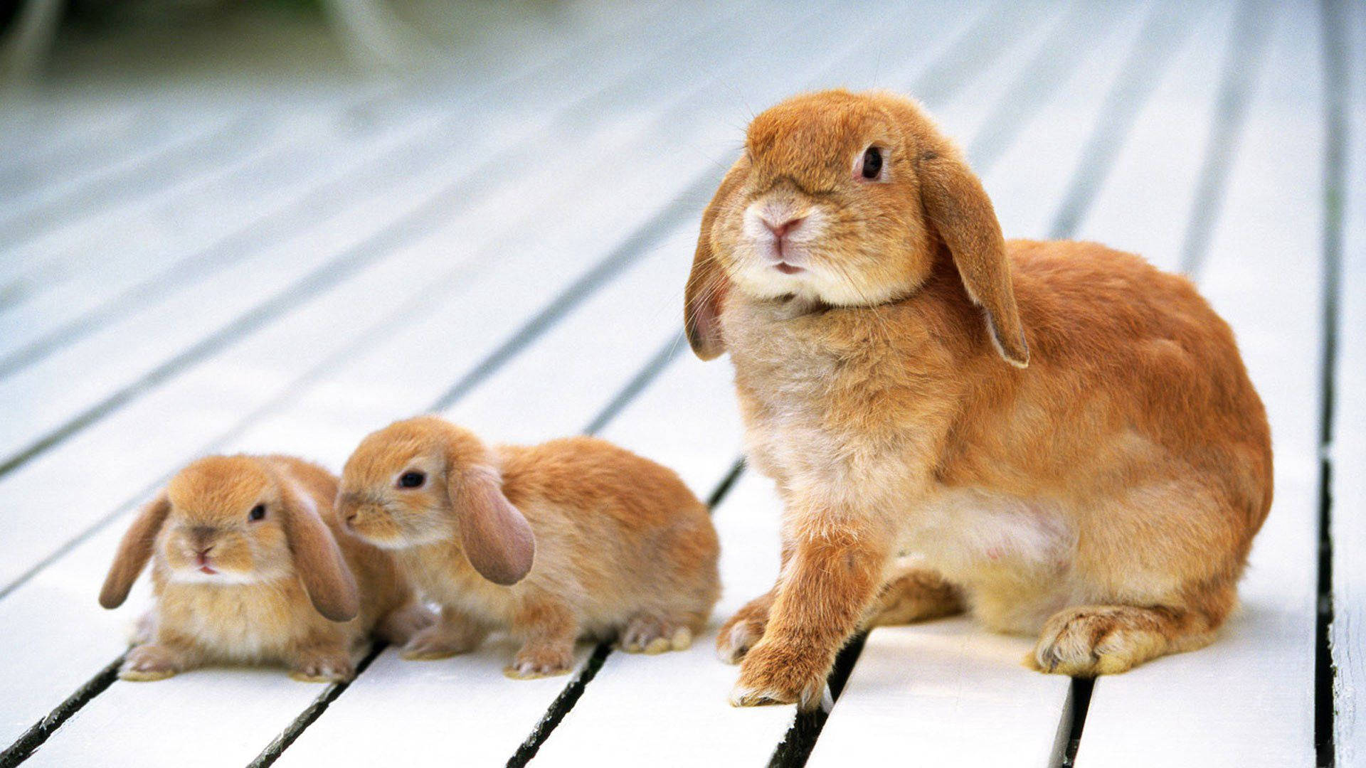 Widderkaninchen, Kaninchenfamilie, Jungtiere, Holzterrasse, Braun, 1920x1080, Desktop-Hintergrund