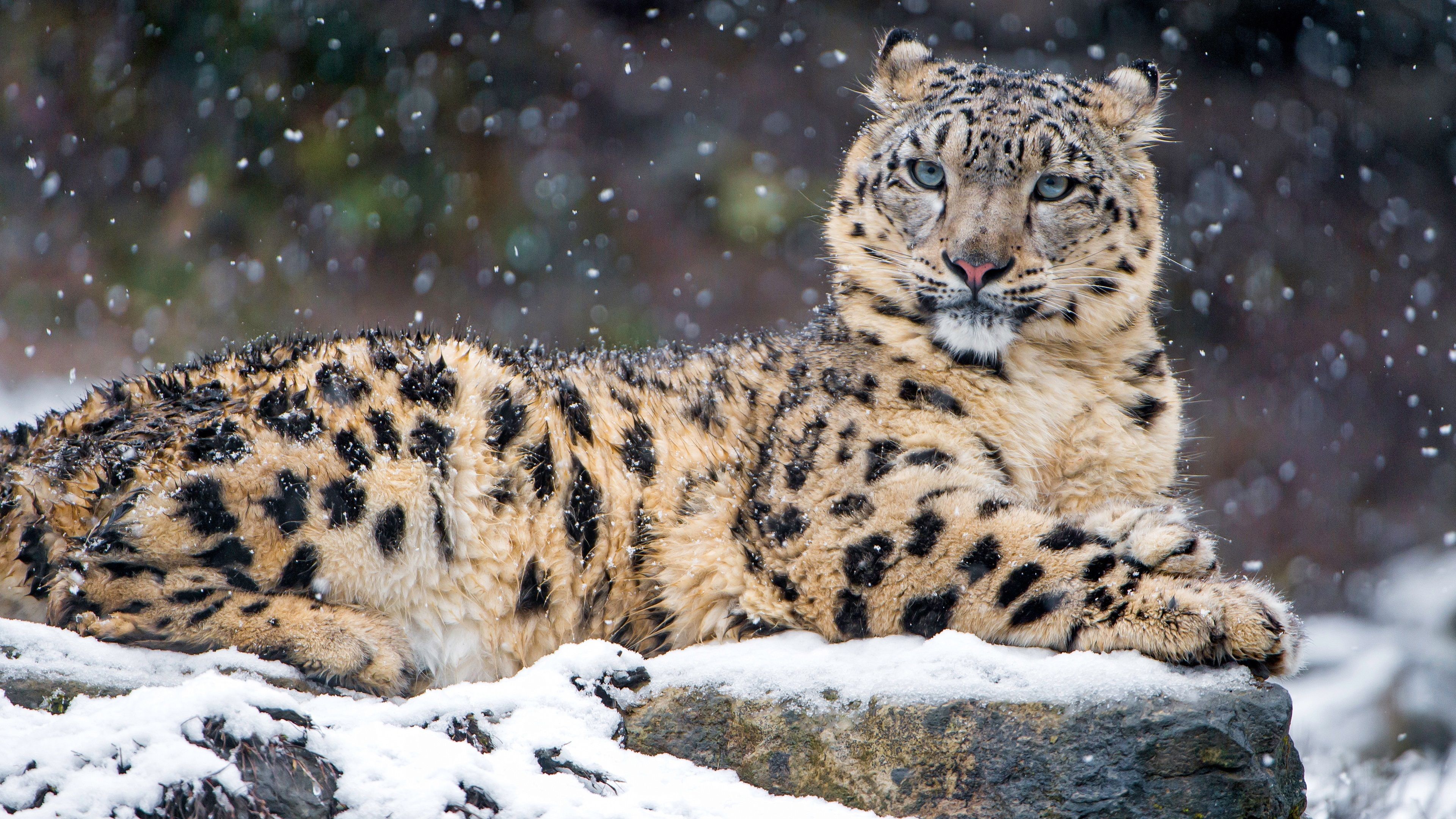Schneeleopard, Liegend, Fels, Schneefall, Raubkatze, 3840x2160, 4K-Hintergrundbild für PC