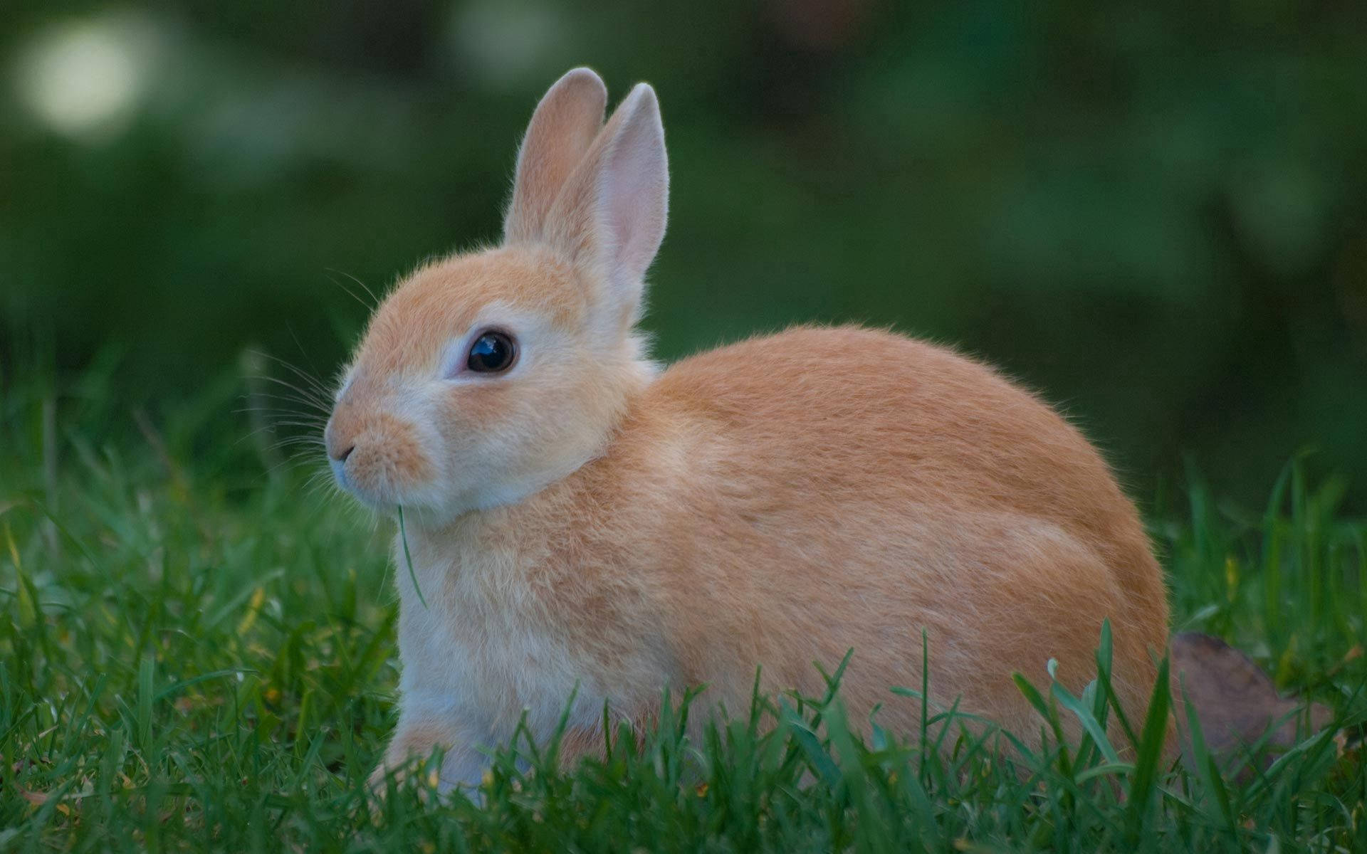 Kaninchen, Gras, Hellbraun, Natur, Profil, 16:10, Full-HD-Hintergrundbild für den Desktop