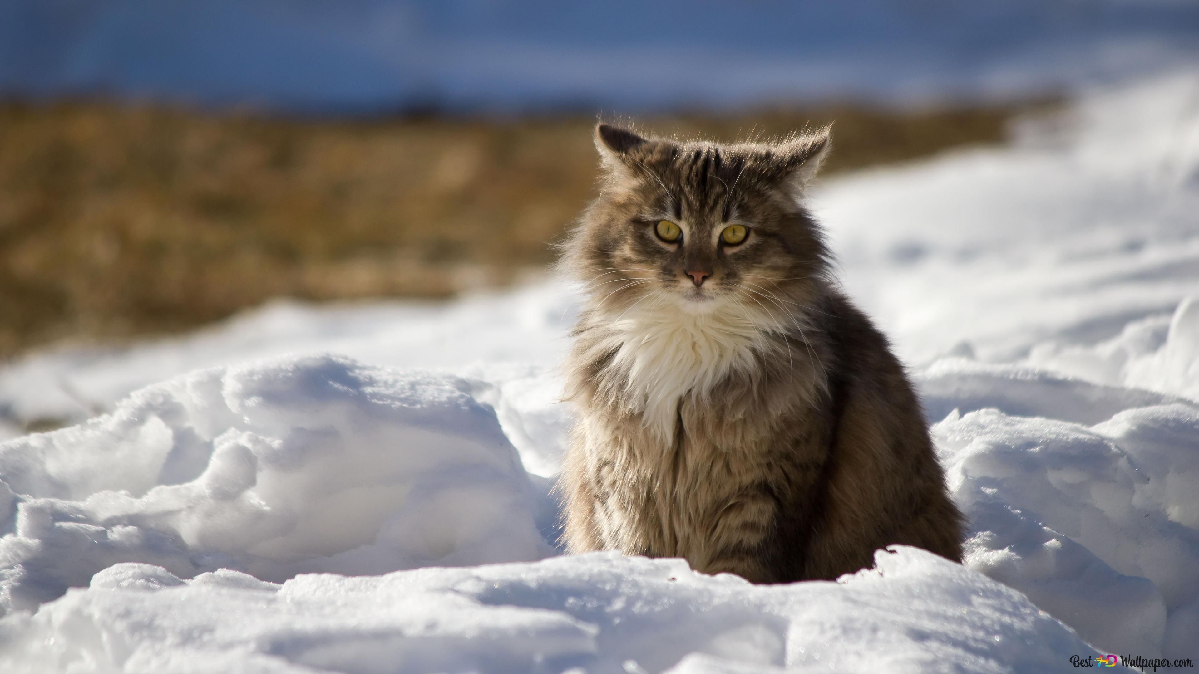 Langhaarkatze, Schnee, Getigert, Flauschig, 4K 2160p, Desktop-Hintergrundbild