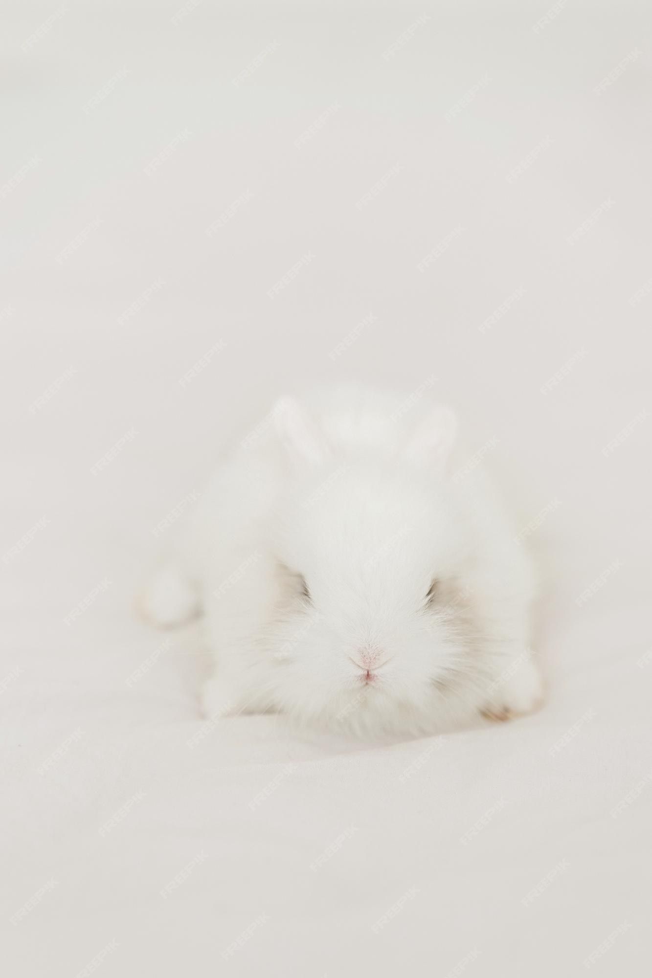 Weißes Kaninchen, Flauschig, Weiß, Minimalistisch, Full HD, Hintergrundbild fürs Handy
