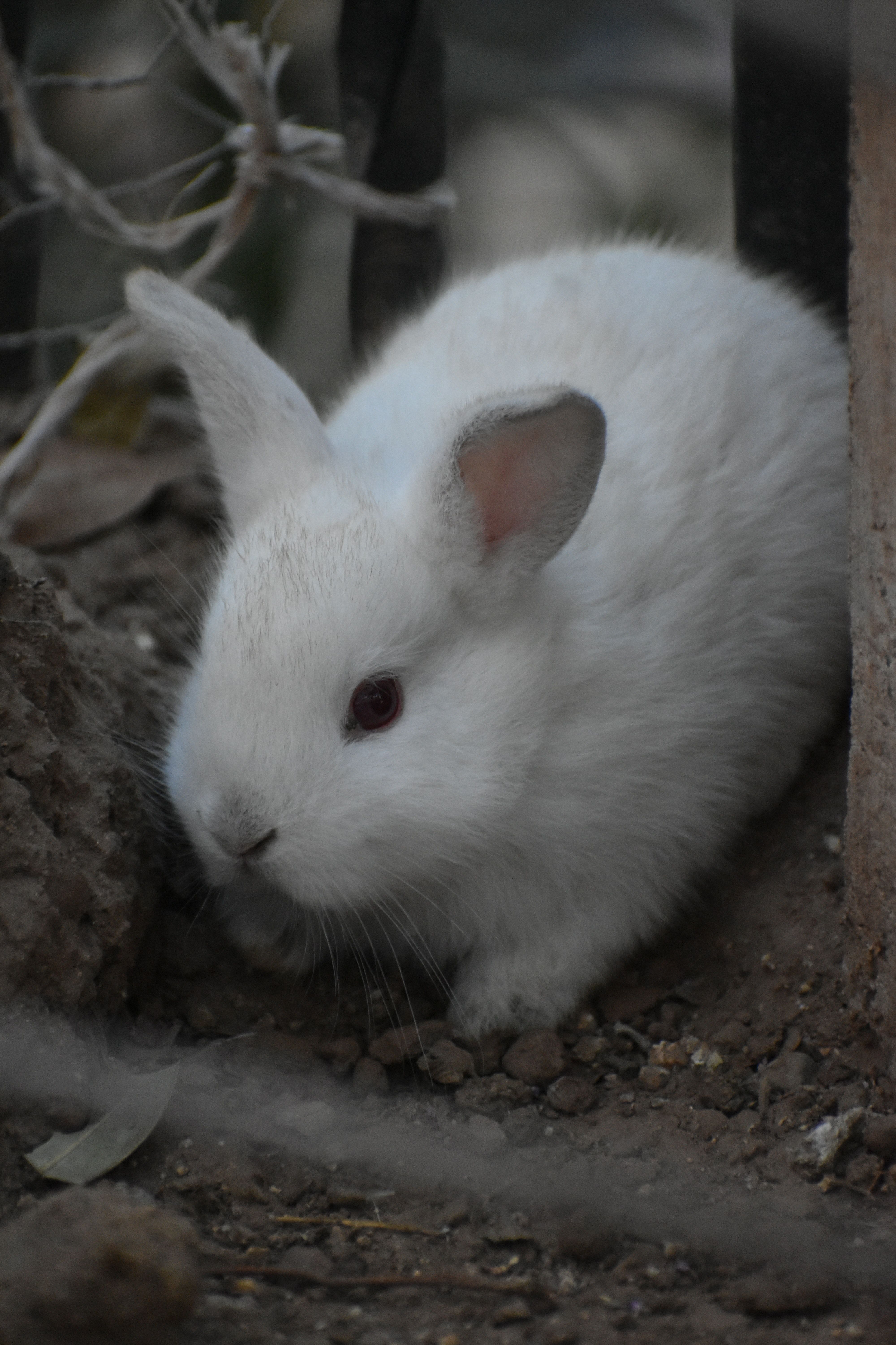 Weißes Kaninchen, Stall, Flauschig, Nahaufnahme, Dunkel, QHD+, iPhone-Hintergrundbild