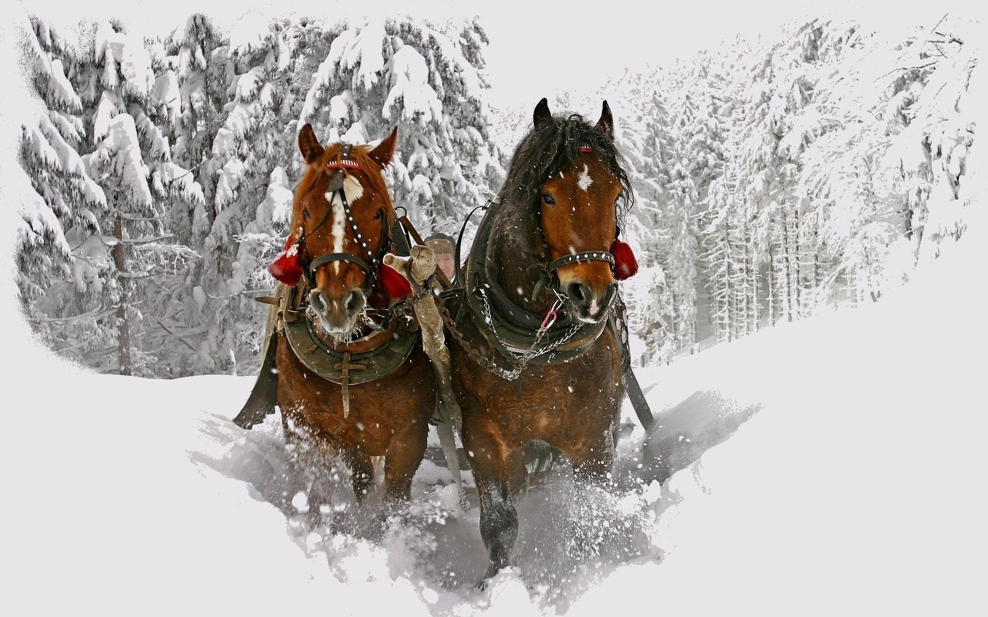 Pferdeschlitten, Braune Pferde, Schnee, Gespann, Winterwald, Full HD, Windows-Hintergrundbild
