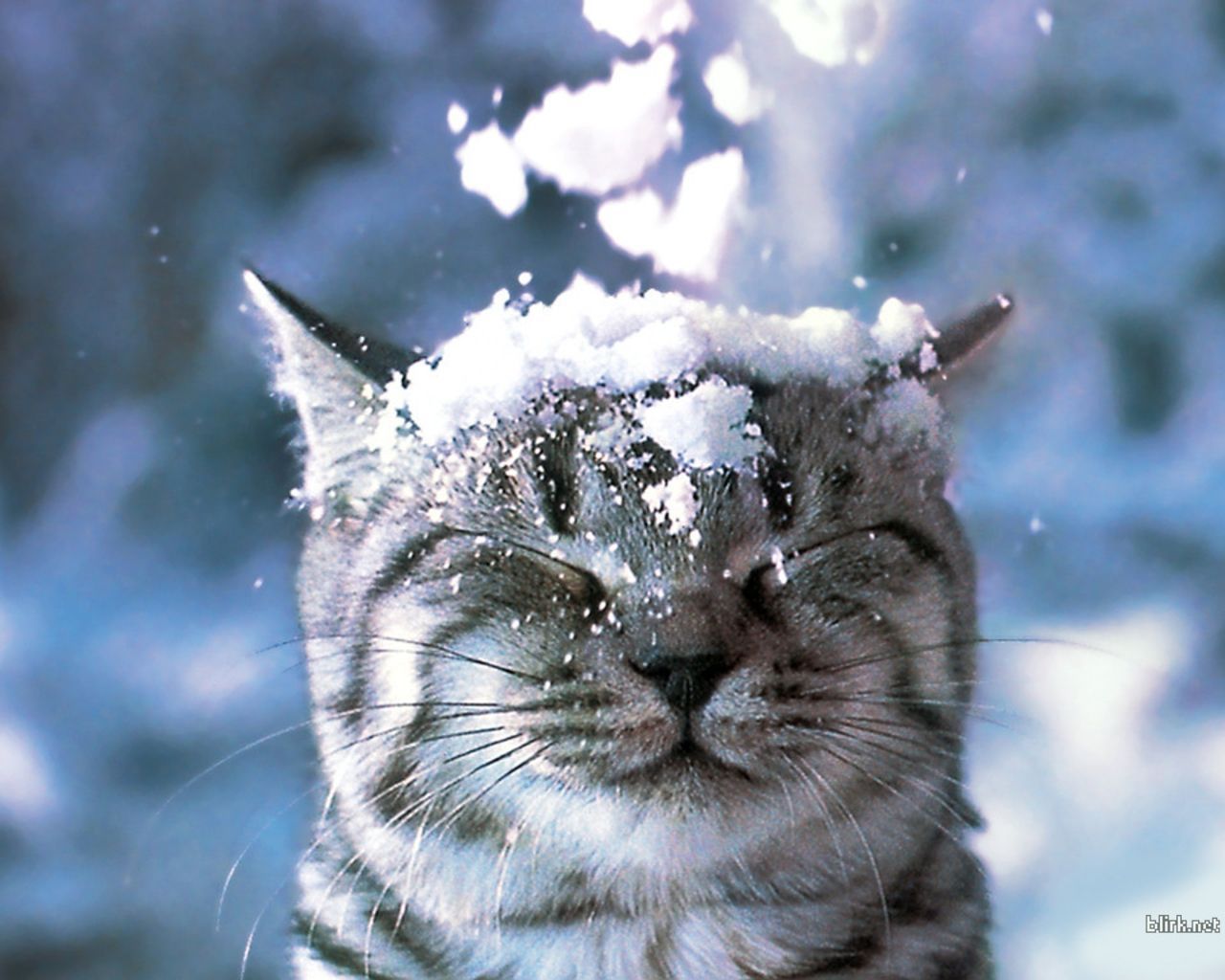 Getigerte Katze, Schnee auf dem Kopf, Augen geschlossen, Lustig, HD, PC-Hintergrundbild