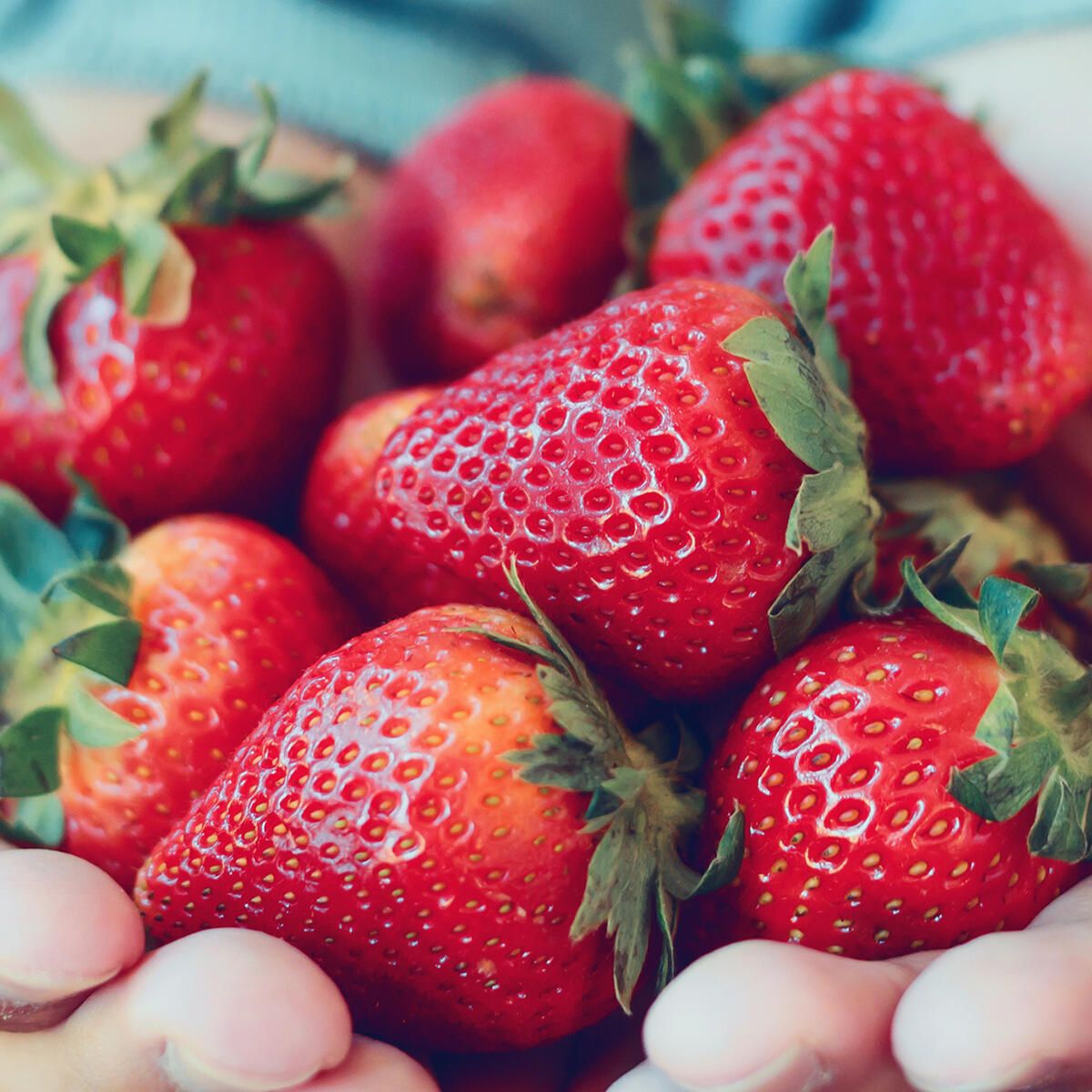 Erdbeeren, Hände, Ernte, Nahaufnahme, Saftig, Hintergrundbild für iPad und Tablet