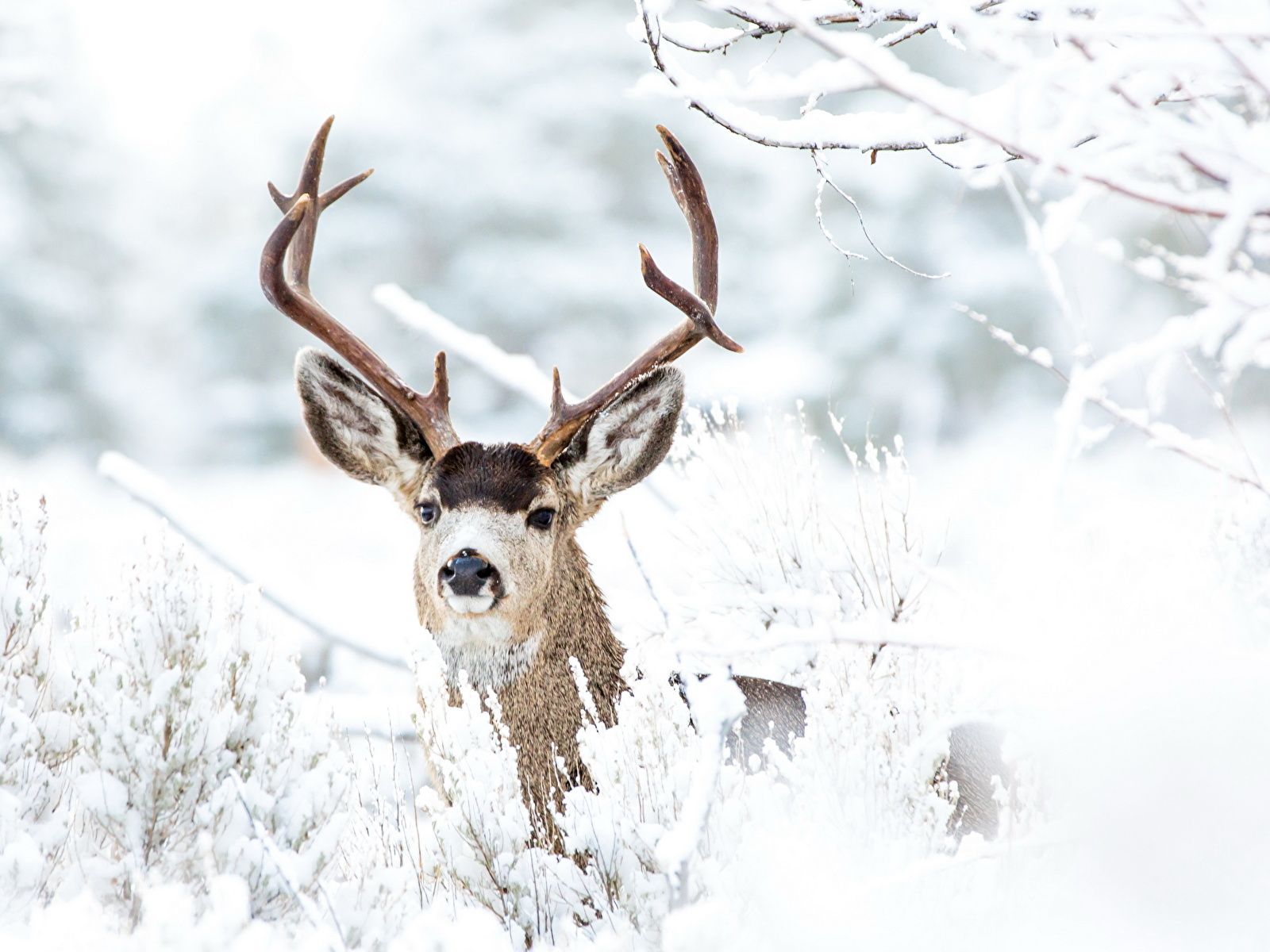 Maultierhirsch, Geweih, Schnee, Verschneite Sträucher, HD, iPad-Hintergrundbild