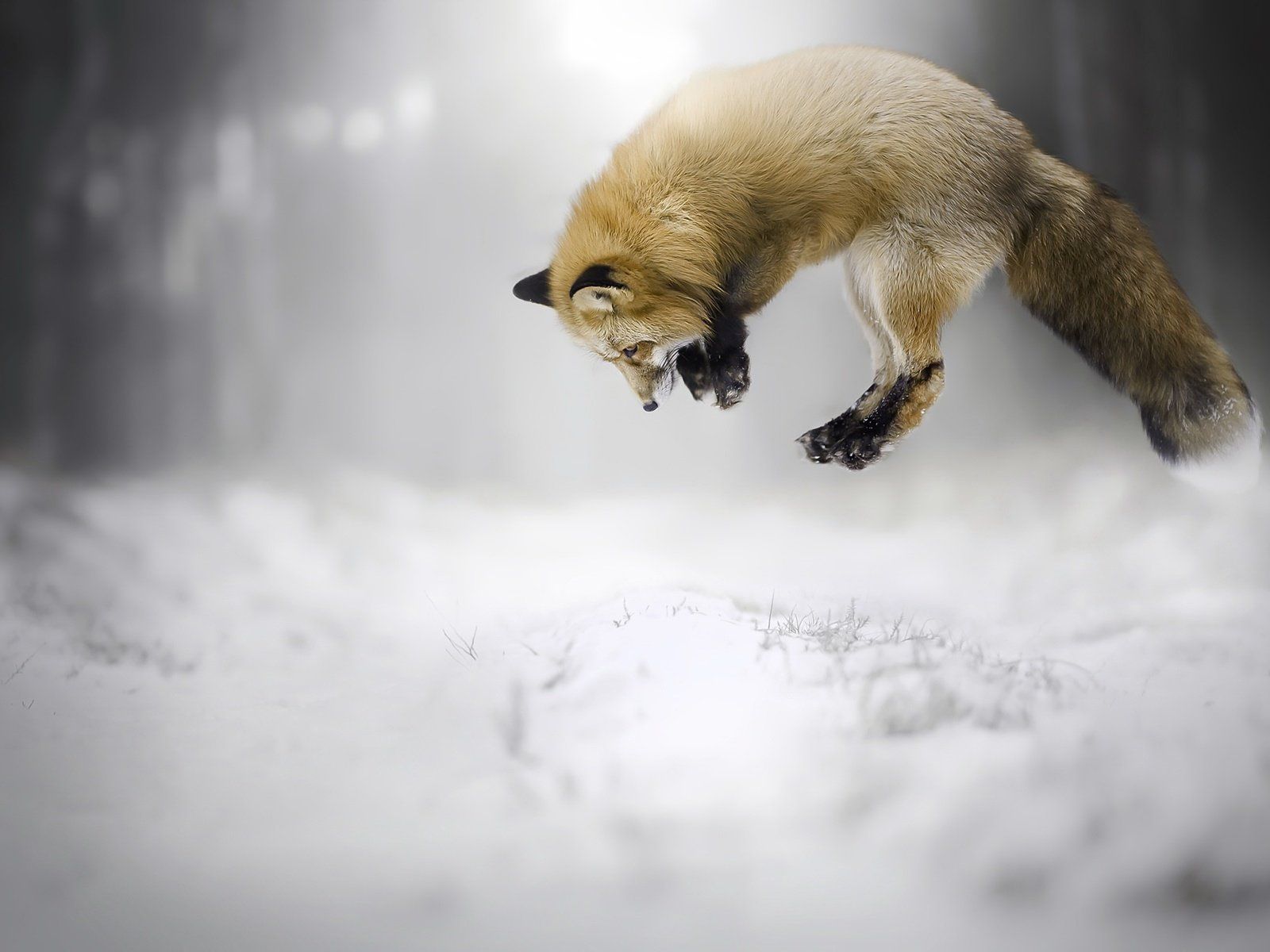 Rotfuchs, Mäuselsprung, Sprung, Schnee, HD, iPad-Hintergrundbild
