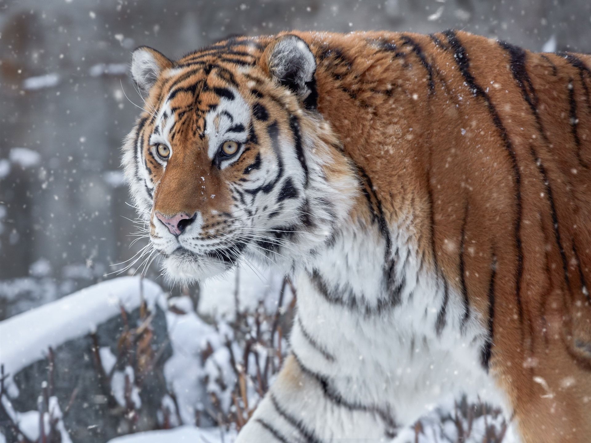 Sibirischer Tiger, Schnee, Porträt, Raubkatze, Full HD, Hintergrundbild fürs Tablet