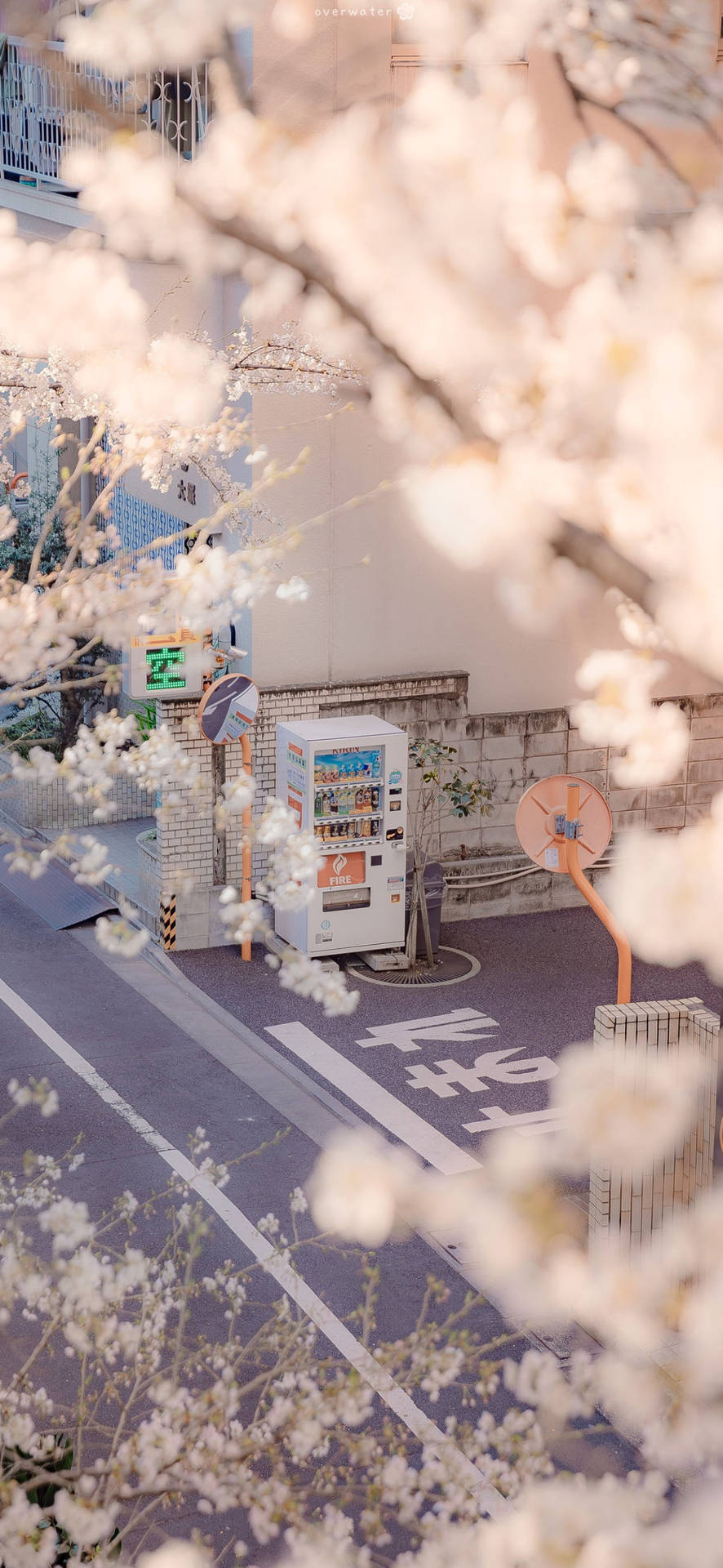 Kirschblüten, Straße, Frühling, Japan, Verträumt, HD, Hintergrundbild fürs Handy