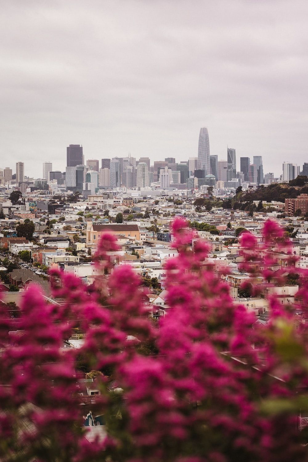 San Francisco, Skyline, Pinke Blumen, Hügel, Bewölkt, HD, Sperrbildschirm fürs iPhone