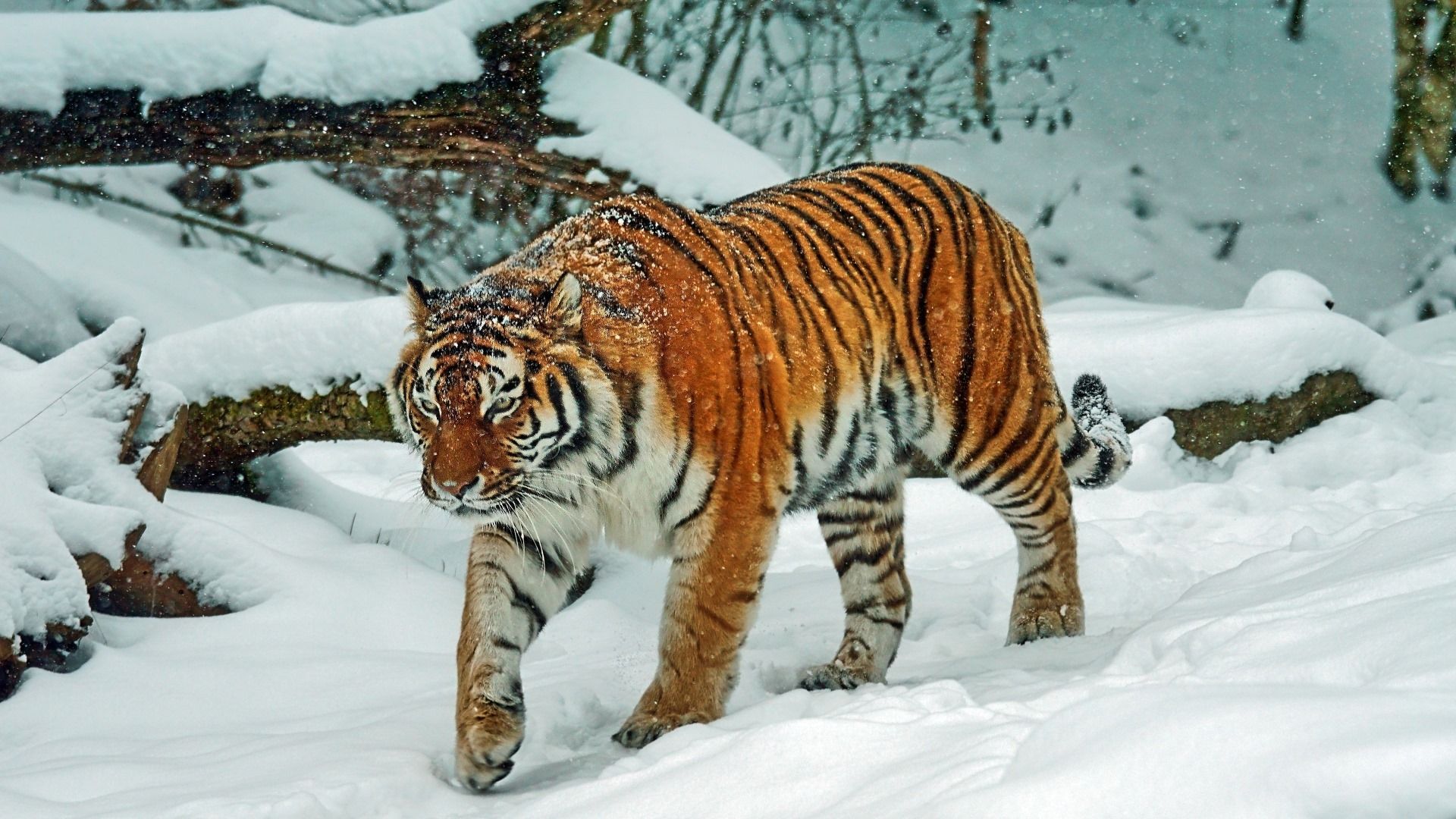 Tiger, Schnee, Wald, Pirsch, Full HD 1080p, Desktop-Hintergrundbild