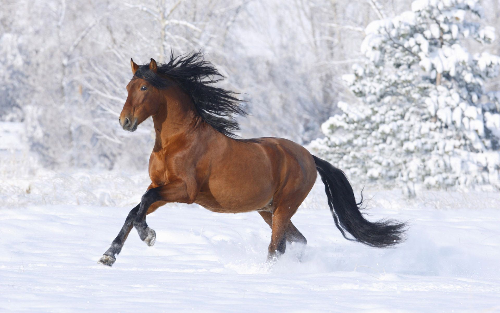 Braunes Pferd, Galopp, Schnee, Wehende Mähne, 16:10, Full-HD-Hintergrundbild für den Desktop