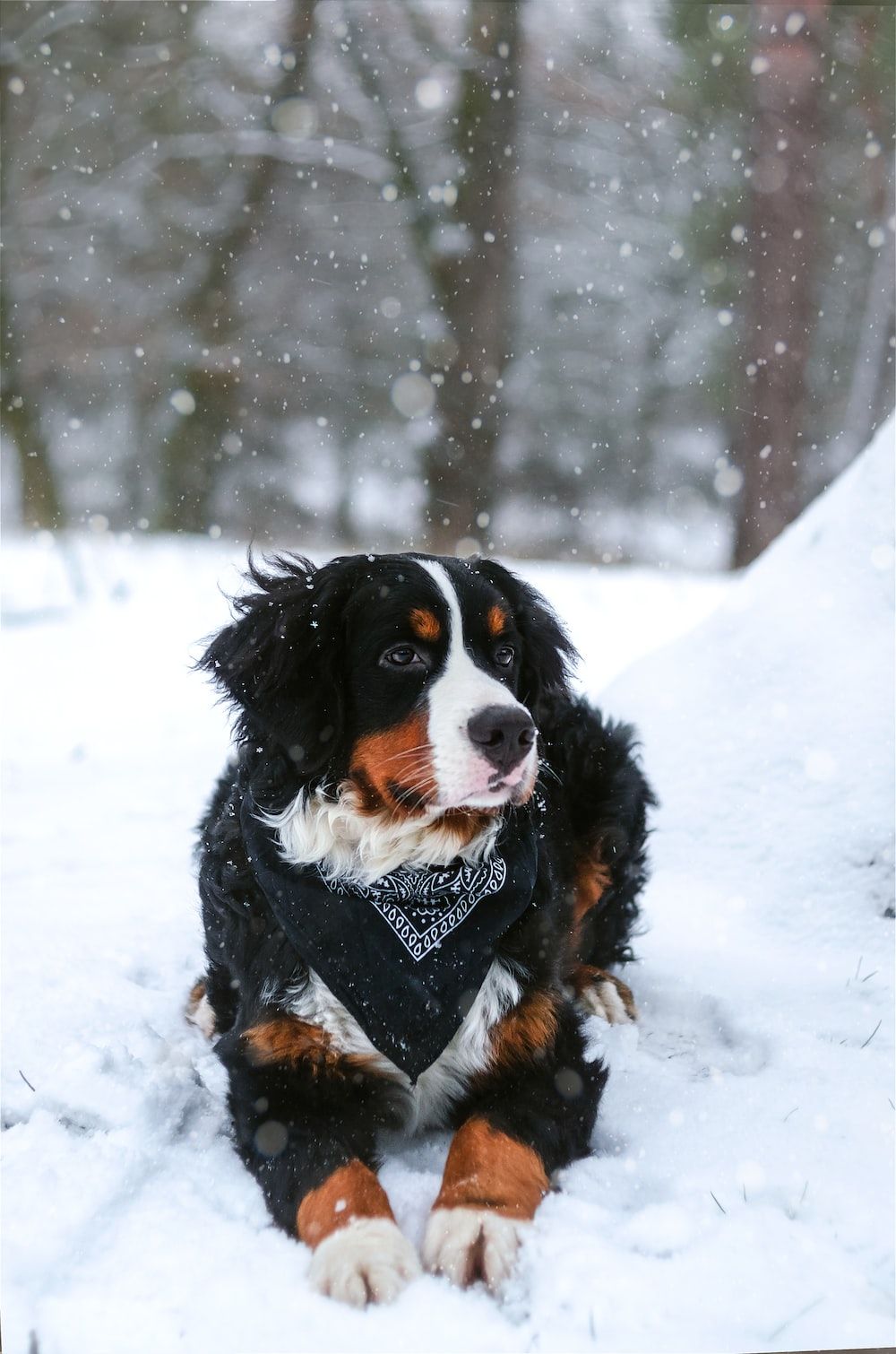 Berner Sennenhund, Schnee, Liegend, Hochformat, HD, Sperrbildschirm fürs iPhone