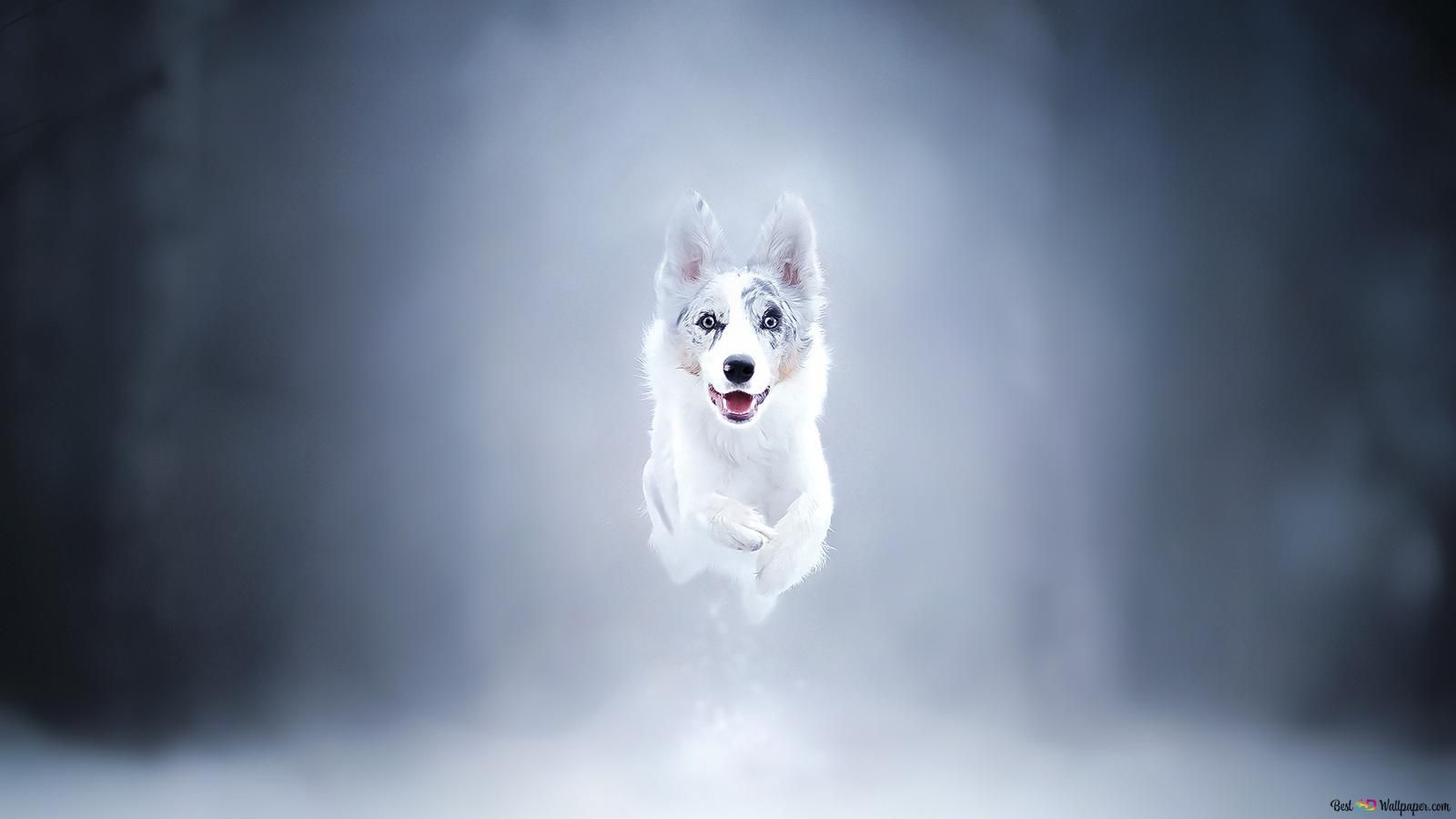 Weißer Hund, Rennend, Schnee, Nebel, HD, Hintergrund für den Desktop