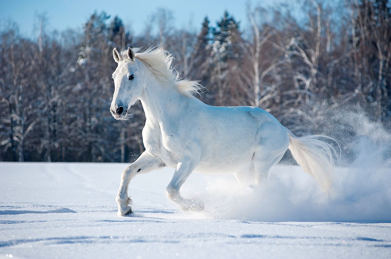 Schimmel, Galopp, Schnee, Winterwald, Pulverschnee, HD, Hintergrund für den Desktop