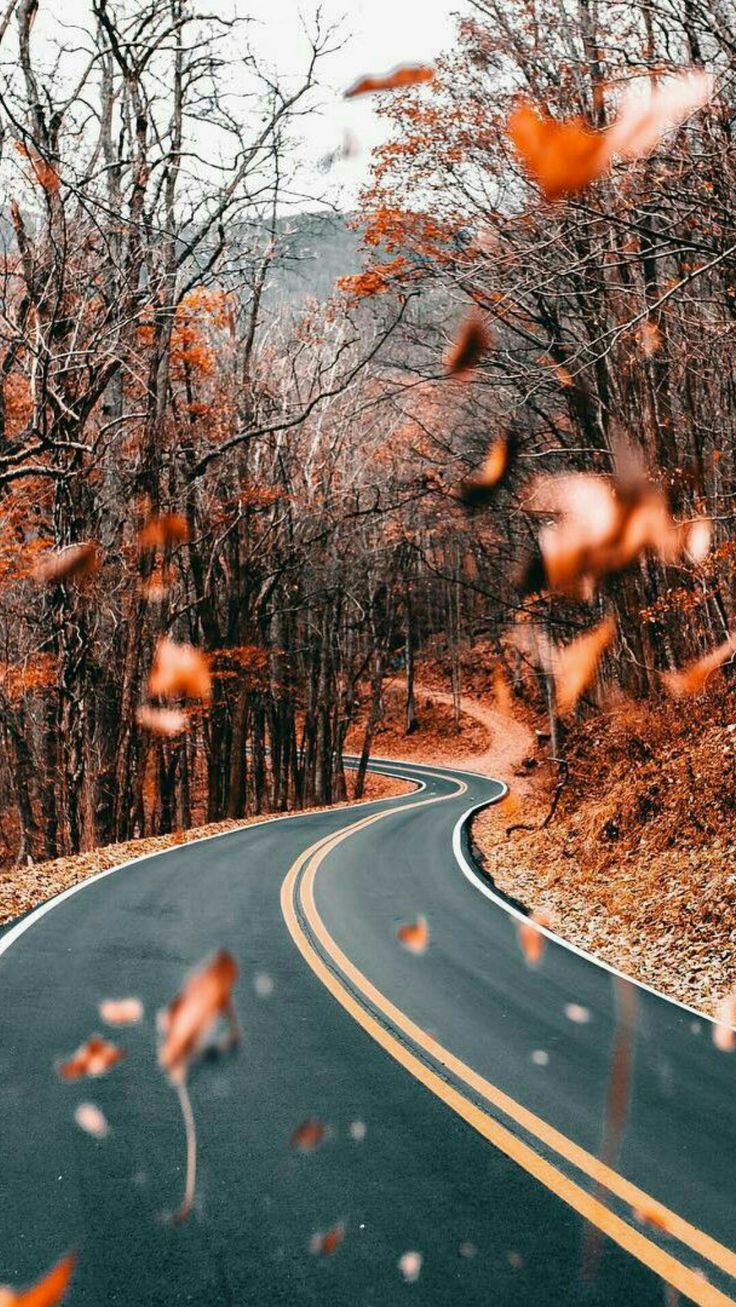Kurvenstraße, Herbst, Herbstlaub, Wald, Orange, HD, Sperrbildschirm fürs iPhone