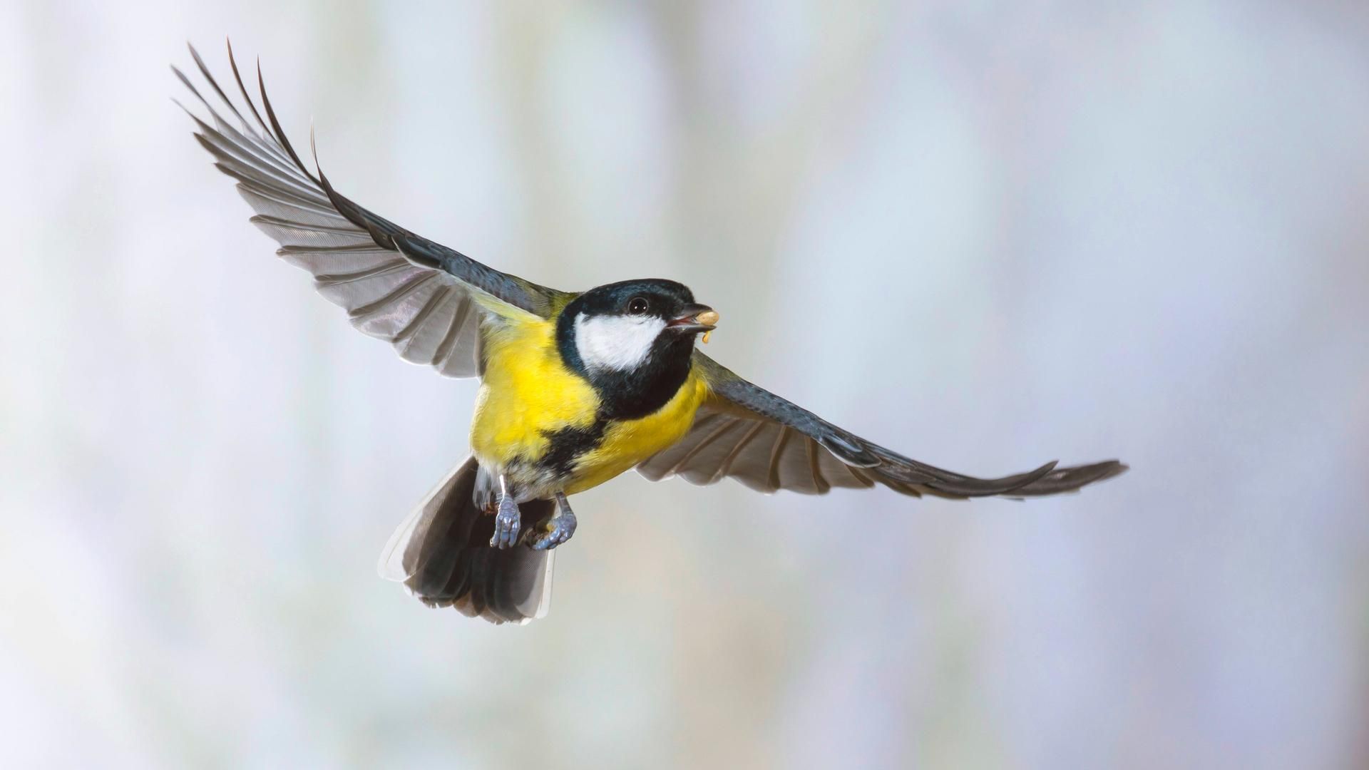 Kohlmeise, Im Flug, Vogel, Ausgebreitete Flügel, 16:9, Full-HD-Hintergrundbild für den Desktop