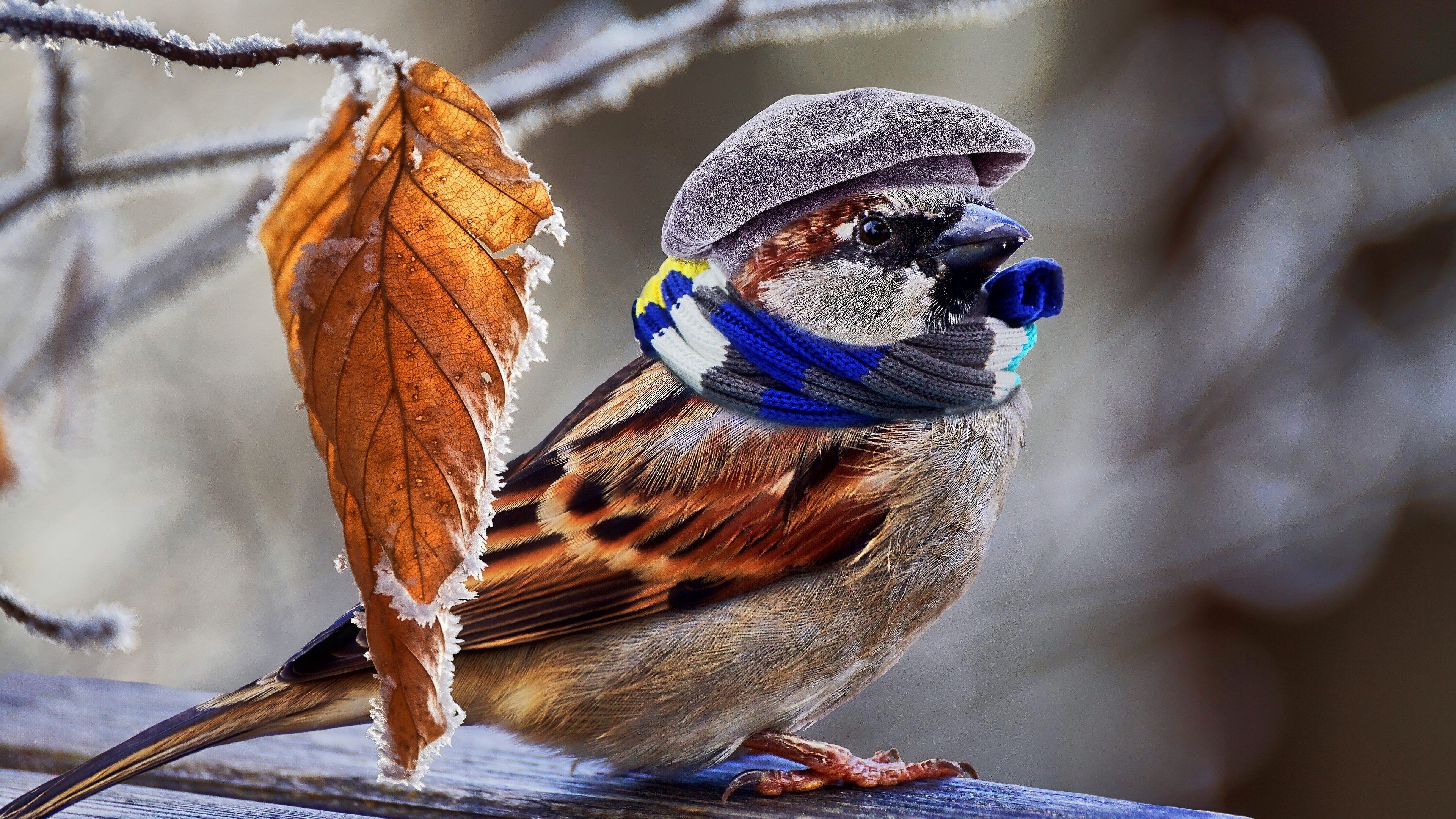 Spatz, Schiebermütze, Schal, Raureif, Lustig, Fotomontage, 3840x2160, Desktop-Hintergrund