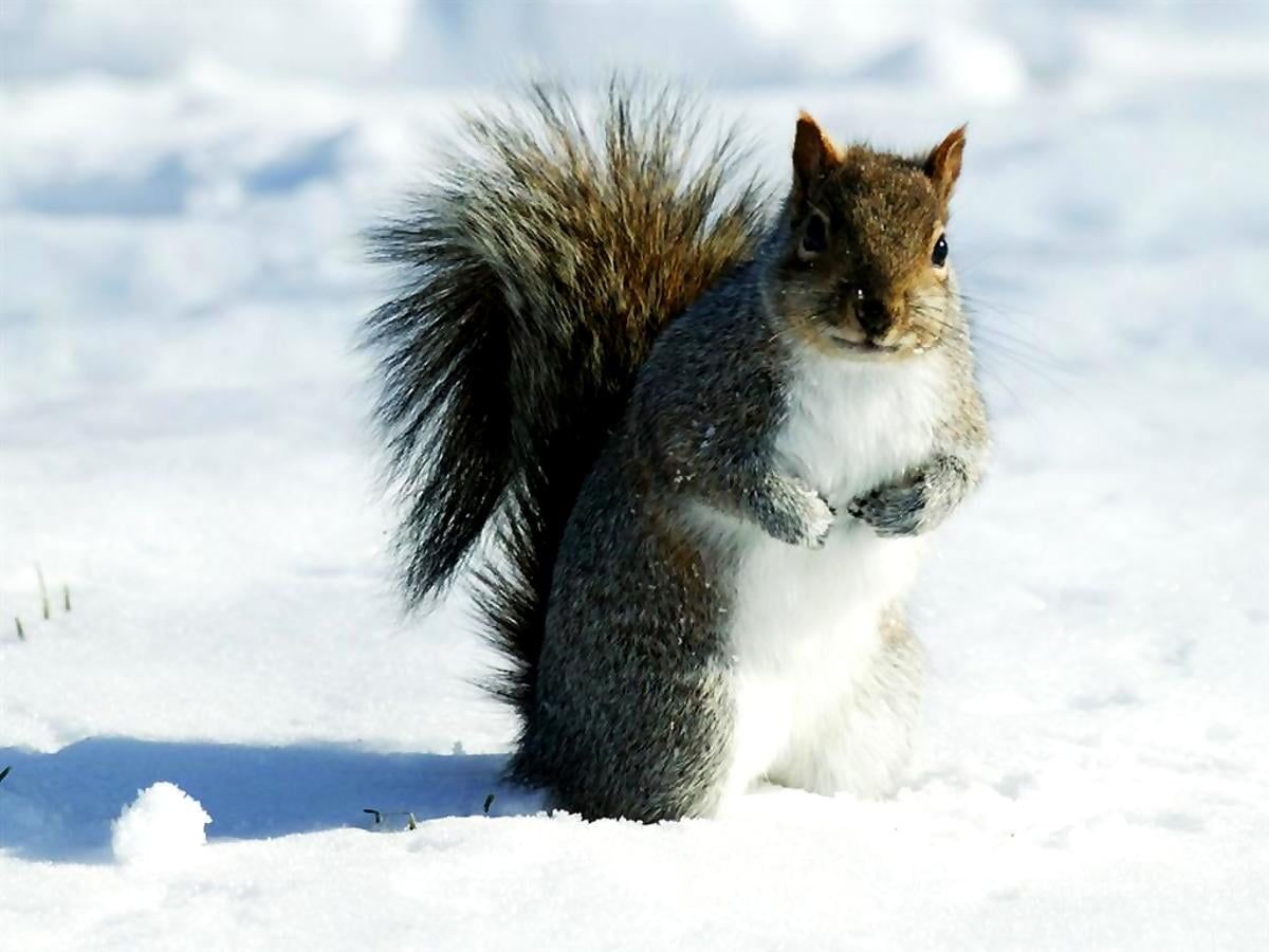 Grauhörnchen, Schnee, Aufrecht, Sonnenlicht, Hintergrundbild für iPad und Tablet