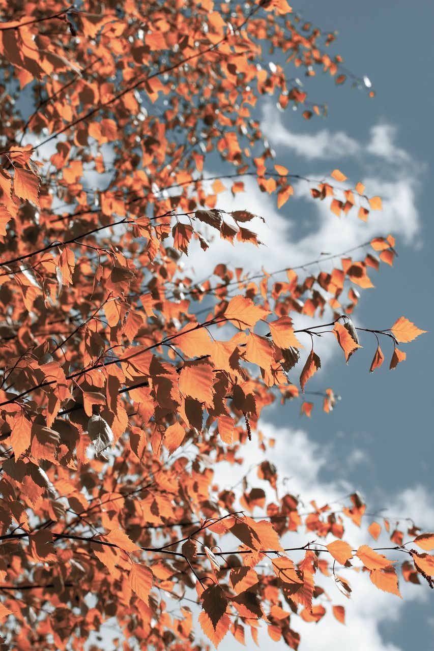 Herbstlaub, Orange Blätter, Äste, Wolkenhimmel, HD, Handy-Hintergrund im Hochformat